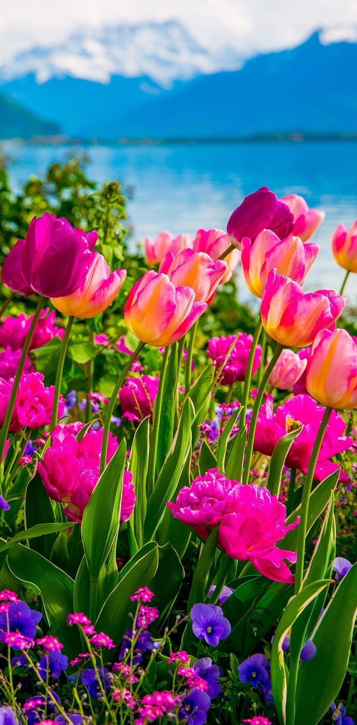 Pink and purple tulips, Spring Flowers on Lake Geneva, with Swiss