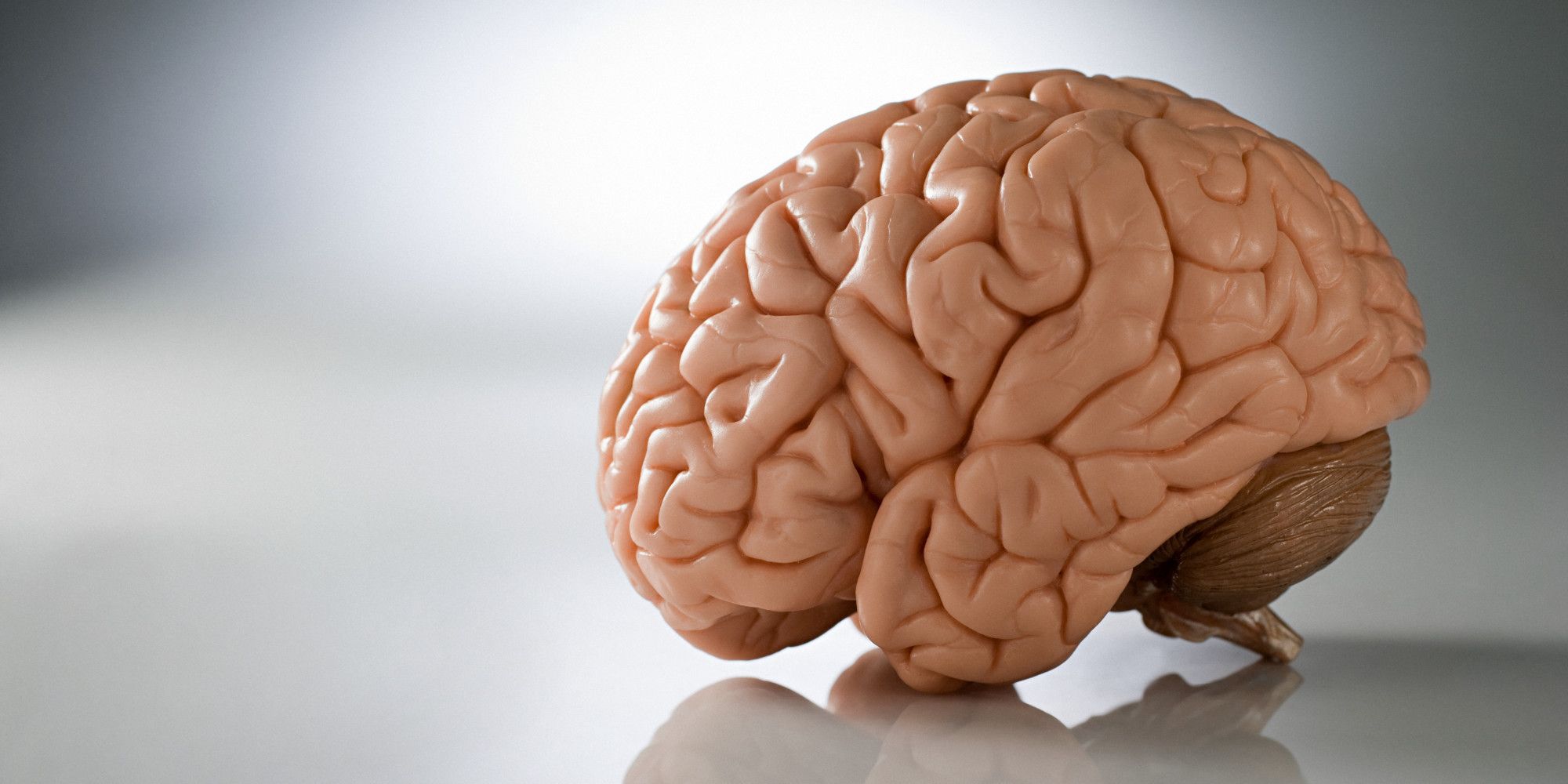 Human Brain High Definition Wallpaper 36895