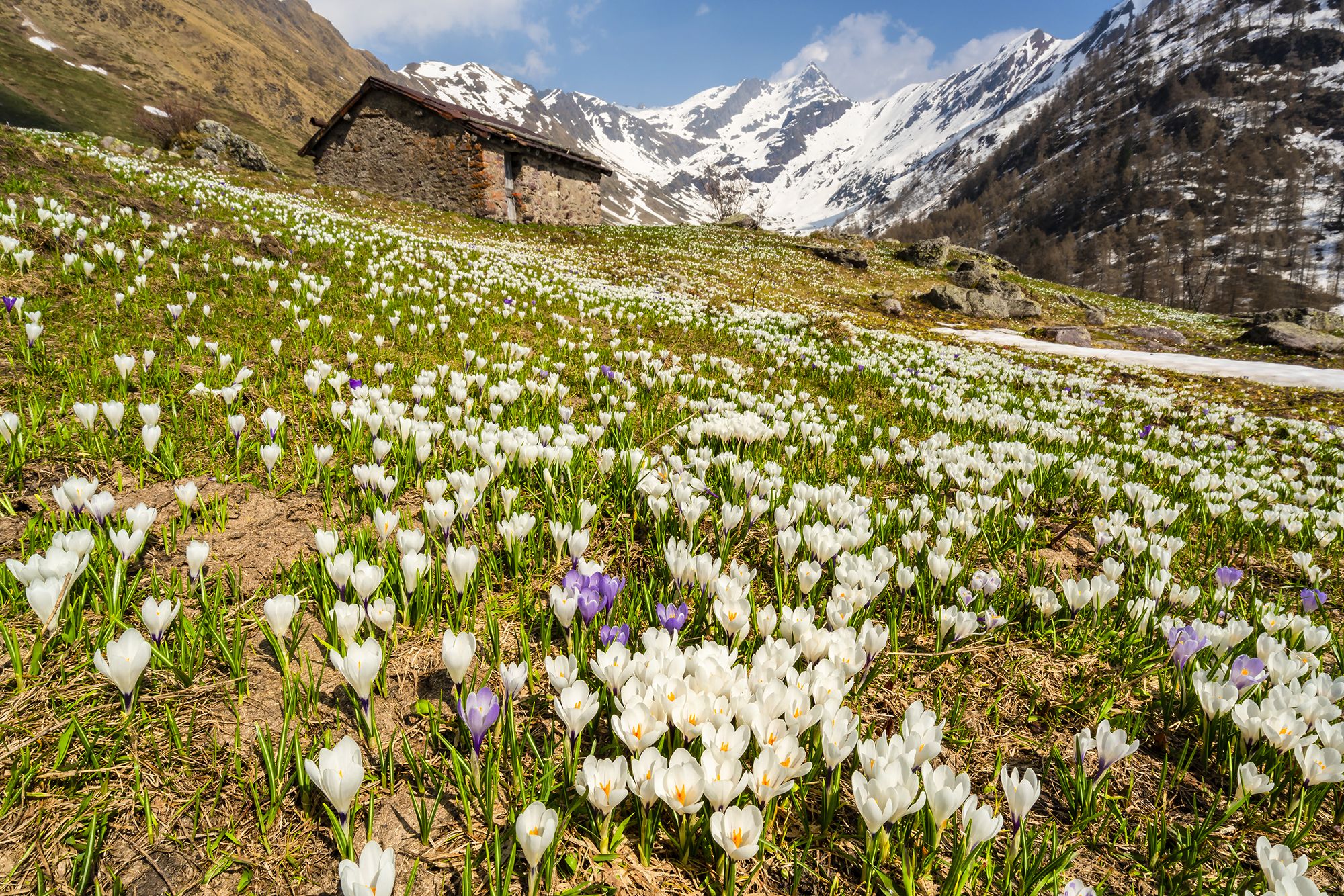 Photo Alps Italy Lombardia Nature Spring mountain flower 2000x1334