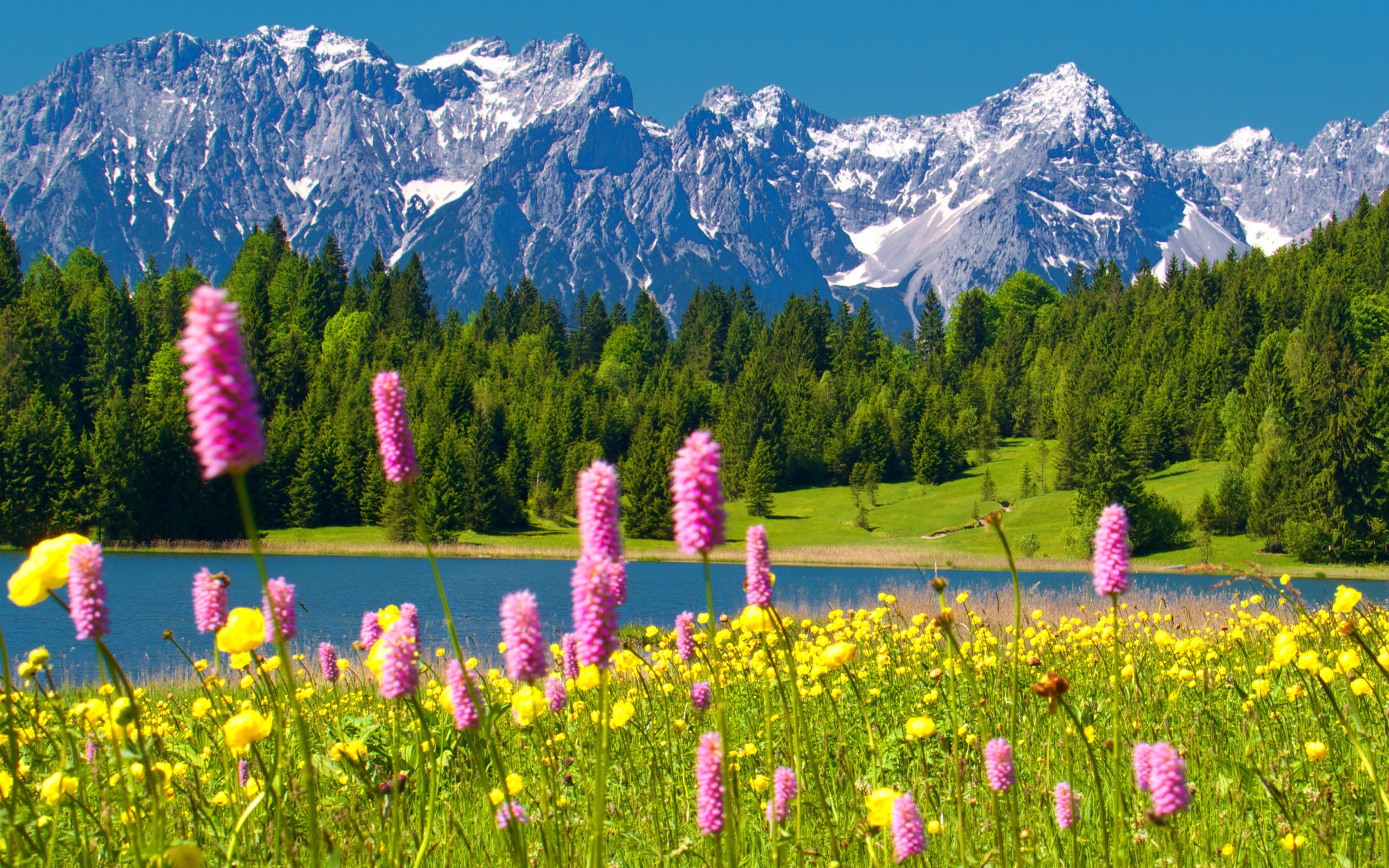 Яркие цвета природы. Швеция Альпийские Луга. Альпийские Луга Словакии. Альпийские Луга Австрии. Канада Альпийские Луга.