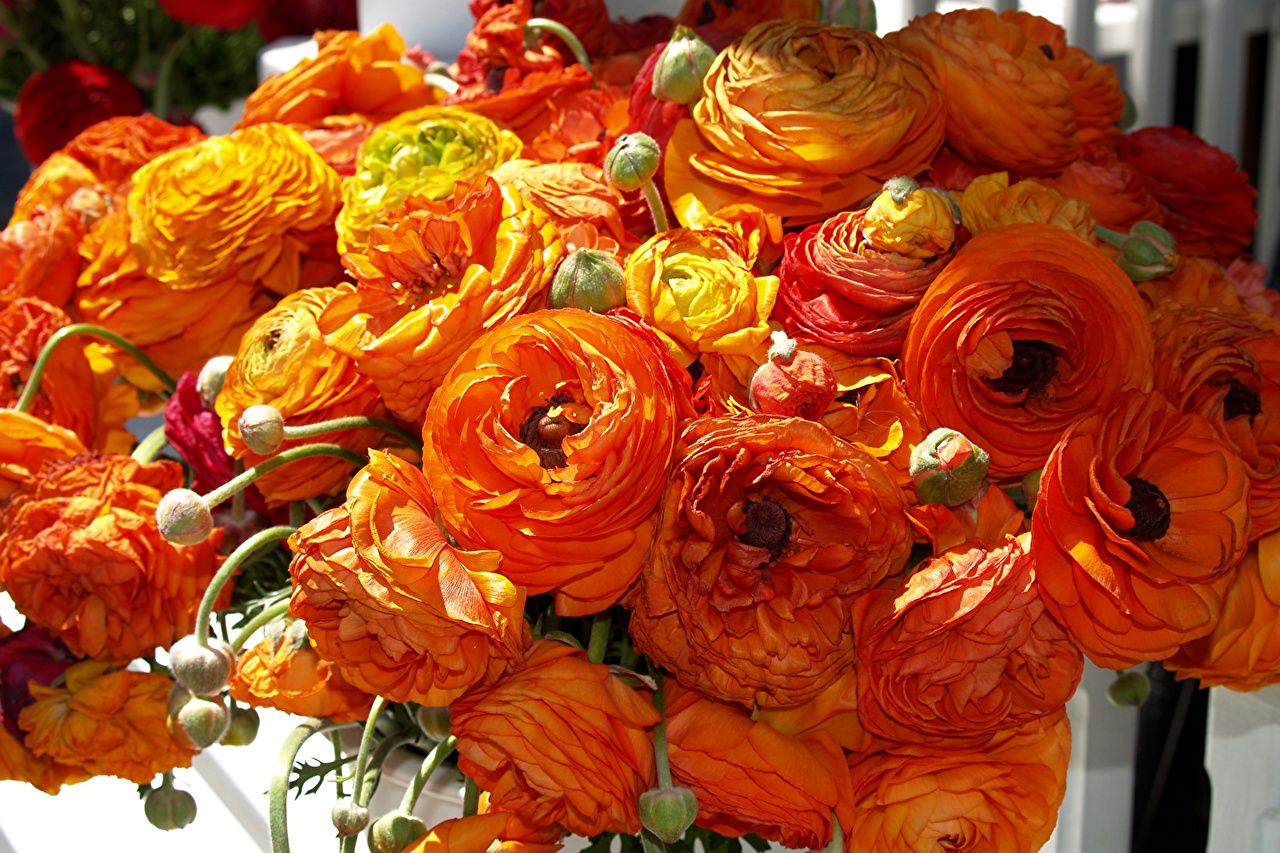 Picture Orange Flowers Ranunculus Closeup