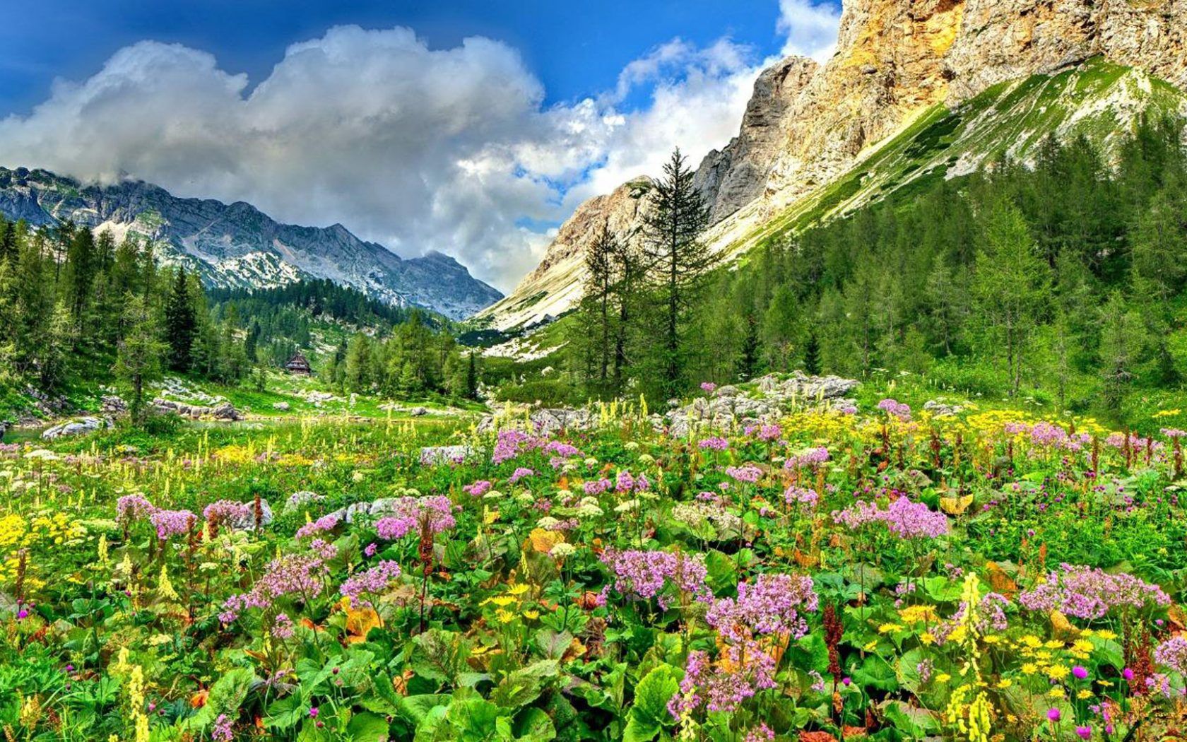 Landscape Nature Spring Flowers And Mountains Rocky Mountain Peaks