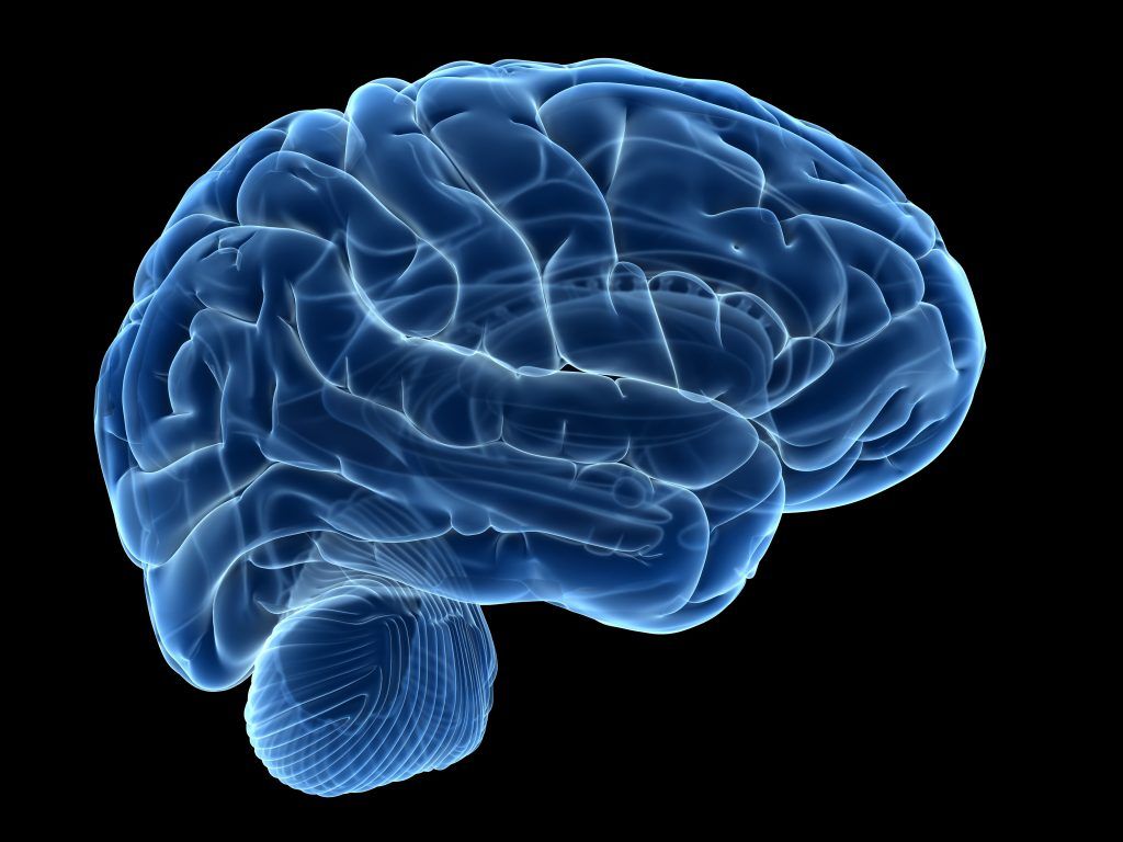 Human Brain HD Wallpaper 36893