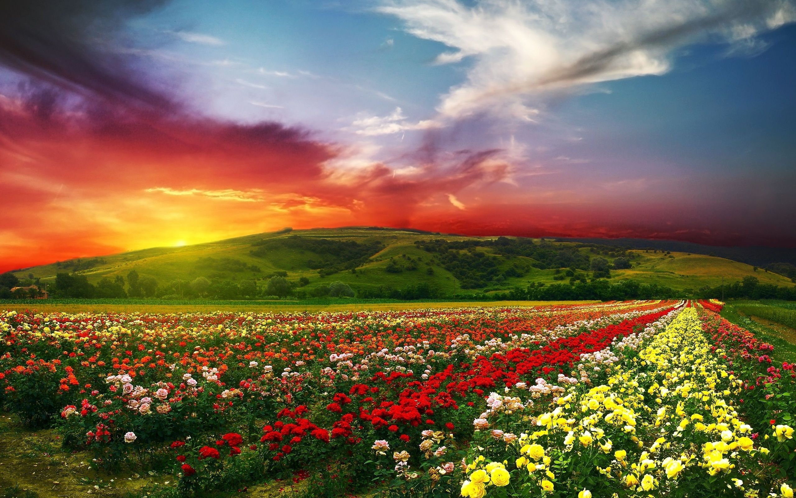 Free download Beautiful flowers with colorful clouds 4K Ultra HD