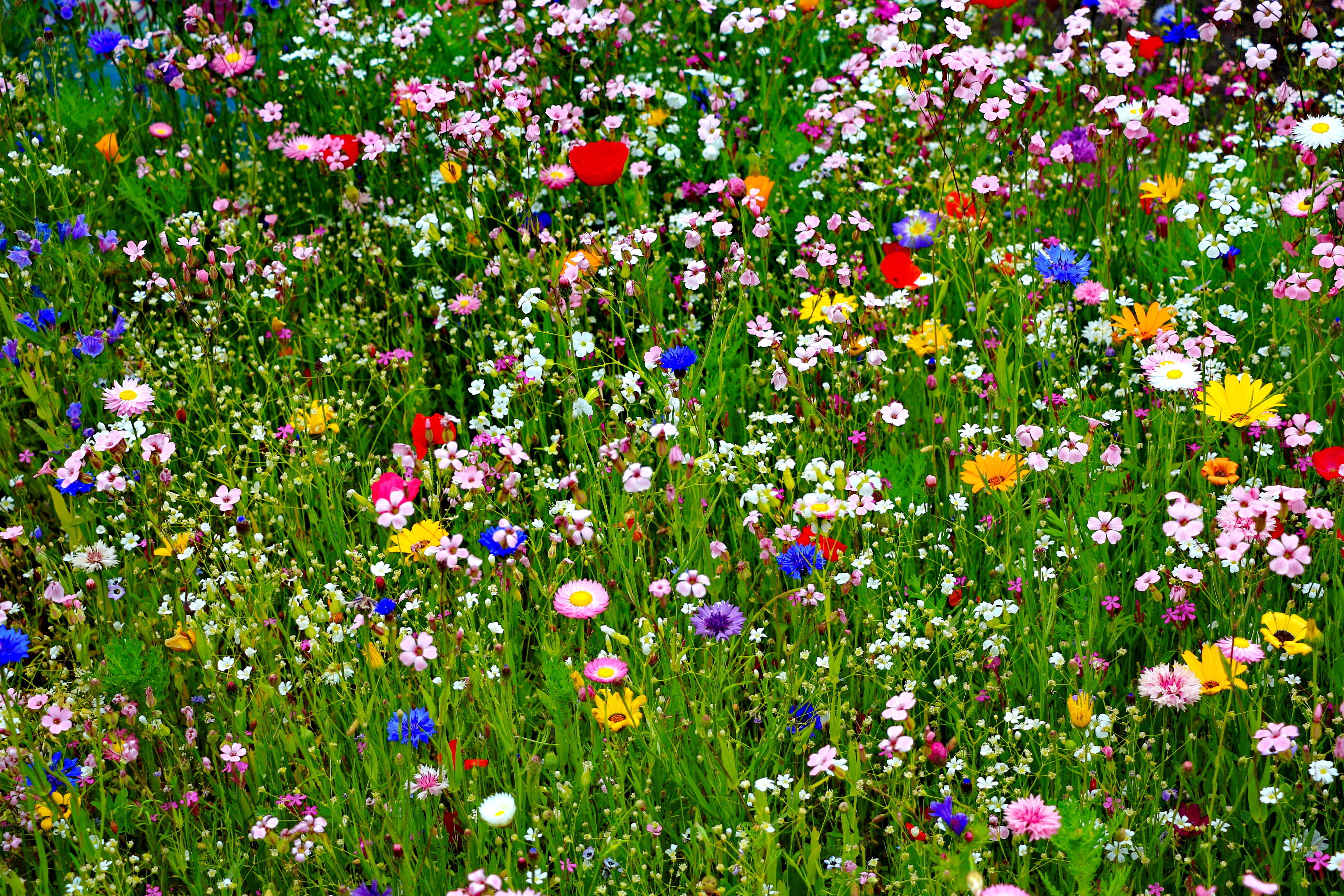 Beautiful Colorful Flowers Ultra HD Wallpaper