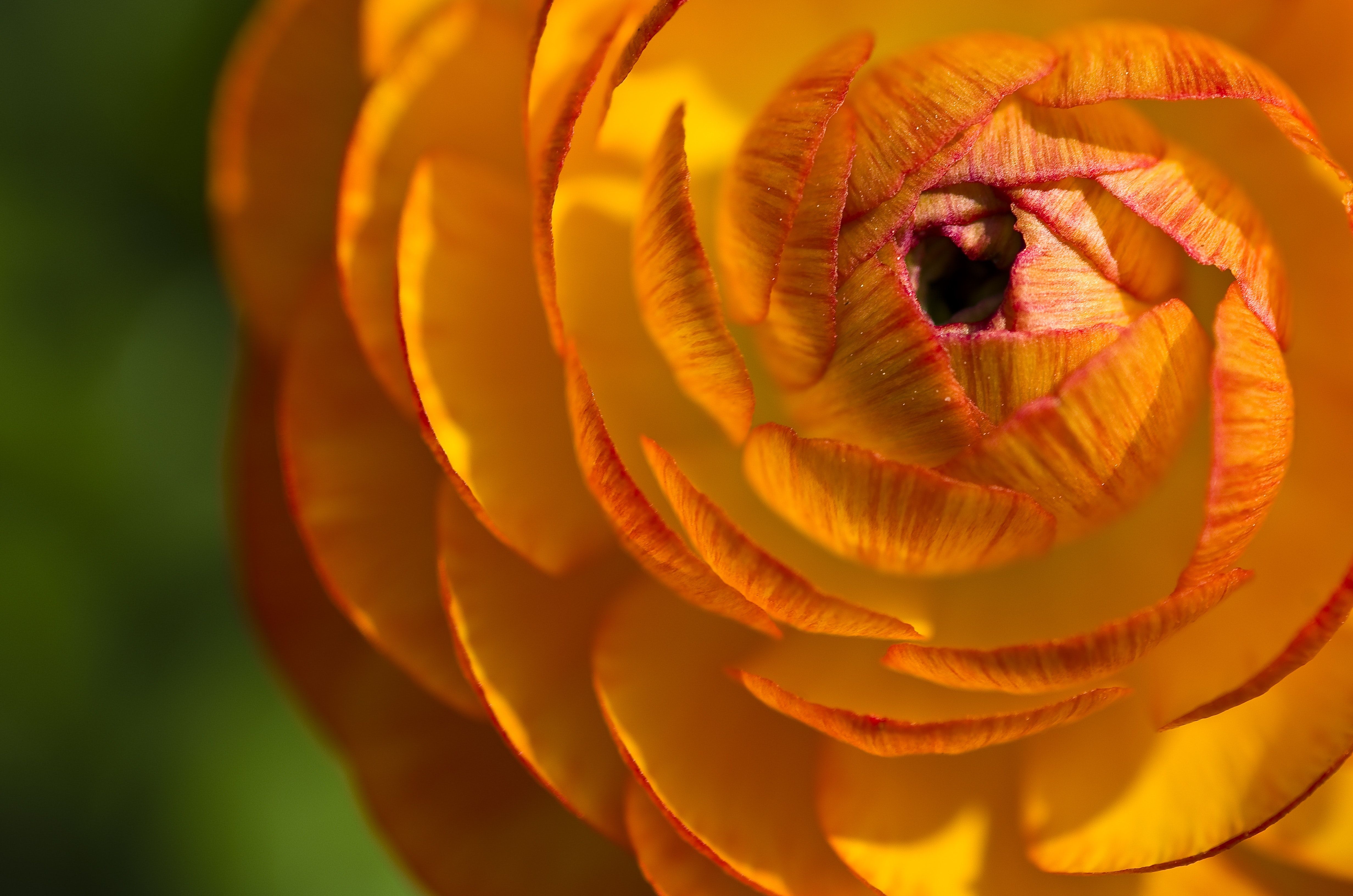 Yellow and Orange Flower Macro Photograph · Free