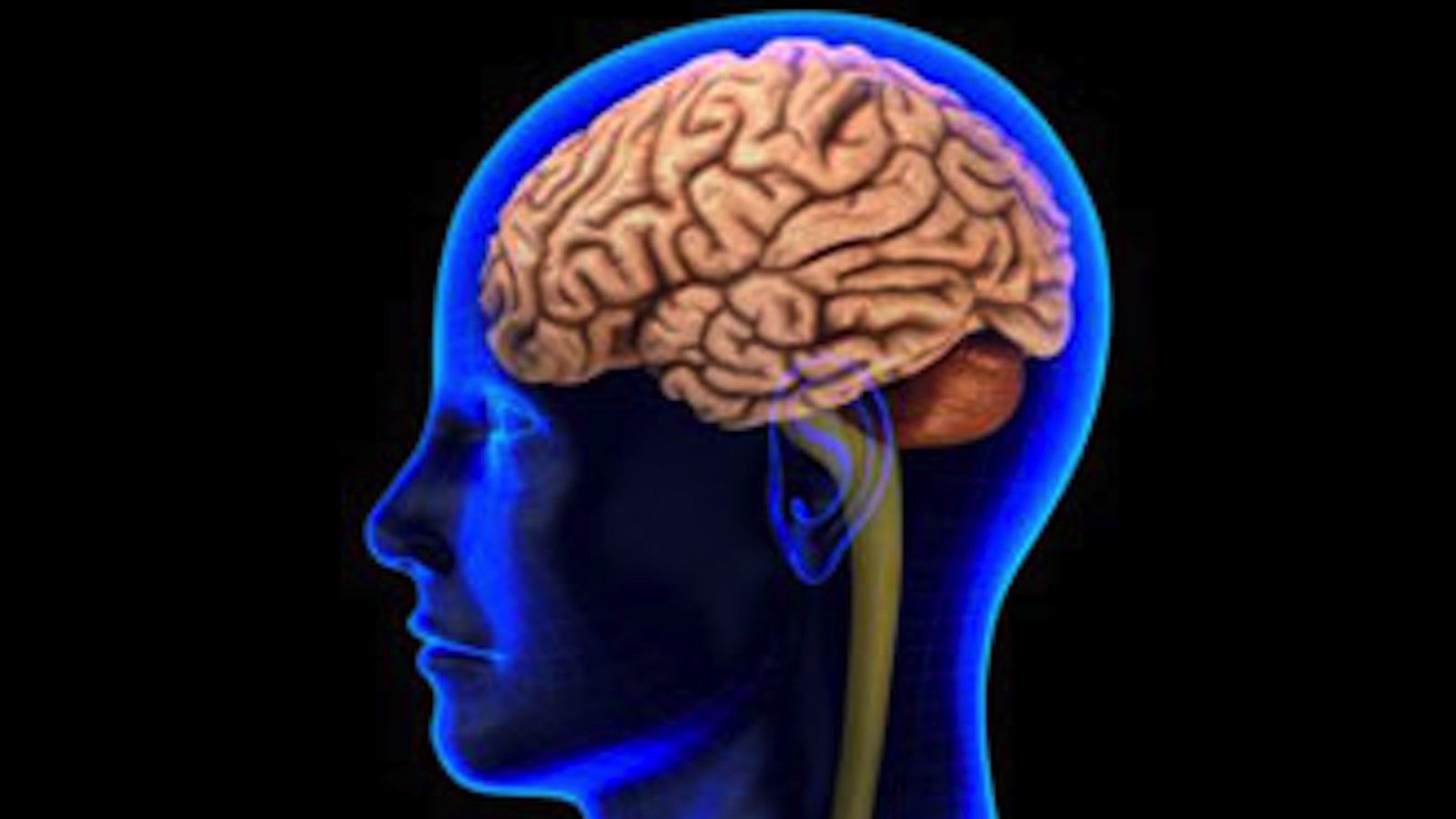 Human Brain HD Wallpapers - Wallpaper Cave