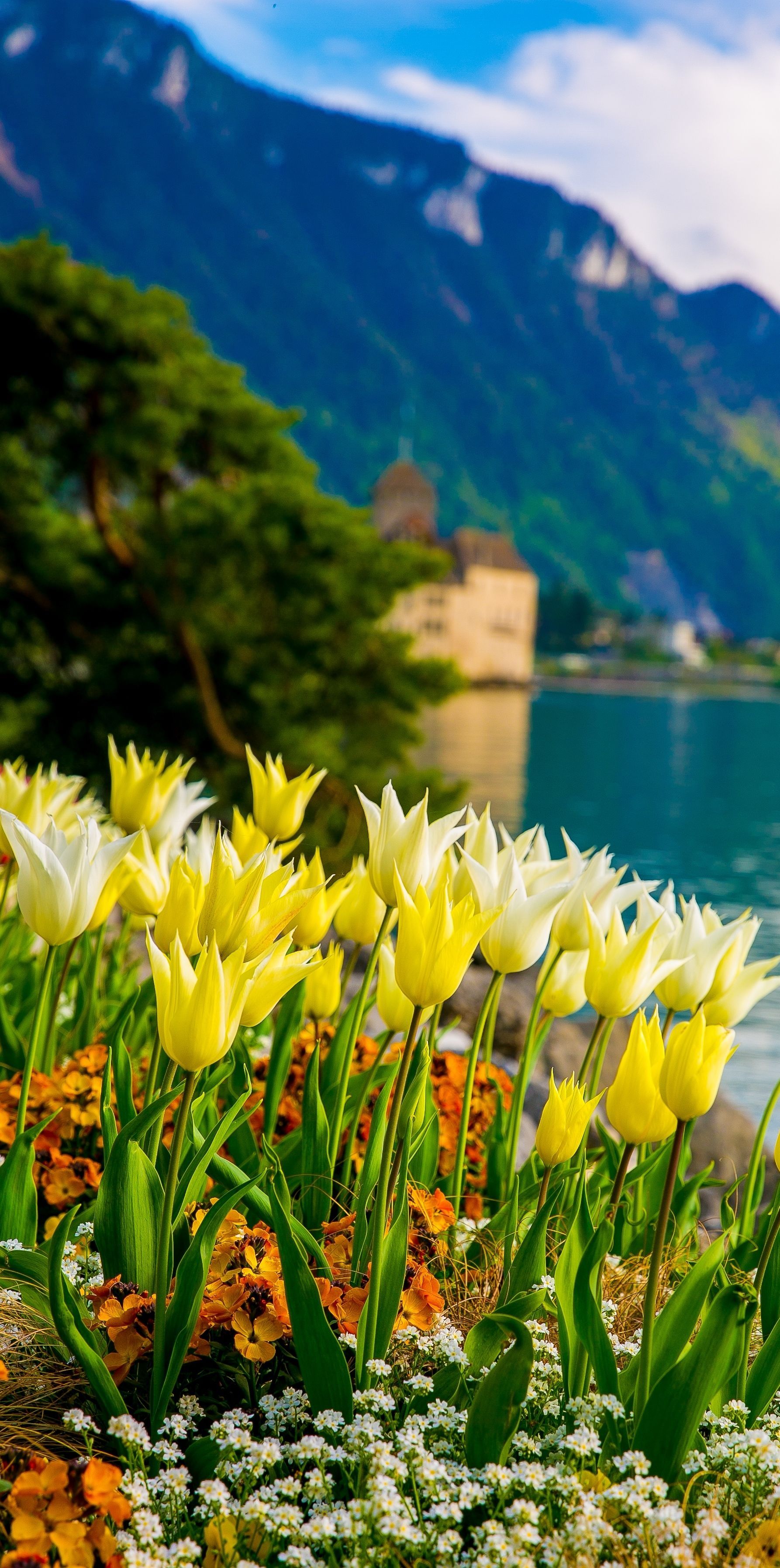 Flowers on Lake Geneva, with Swiss Alps, Montreux, Switzerland