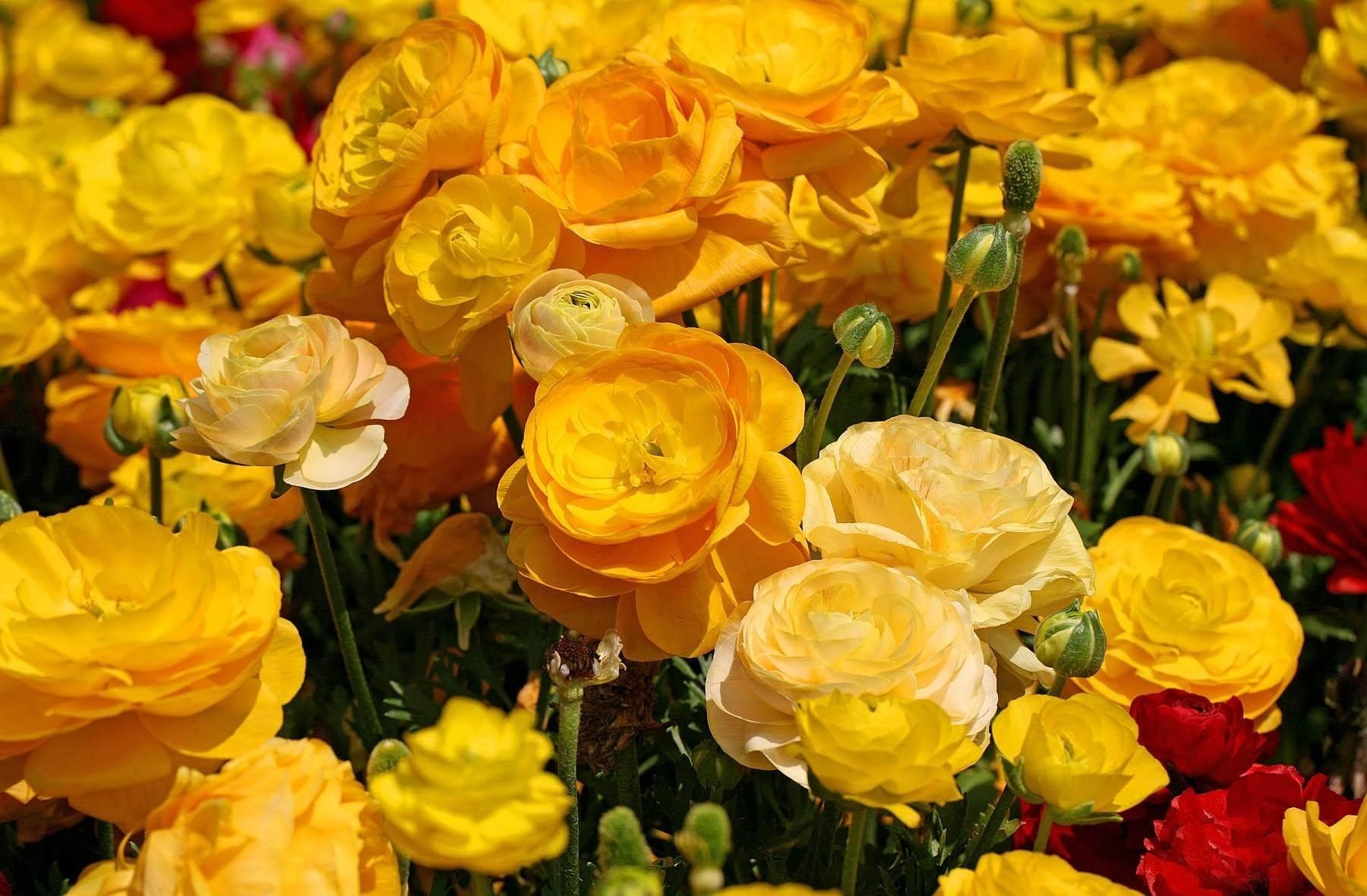 Yellow Ranunculus Wallpaper and Background Imagex1180