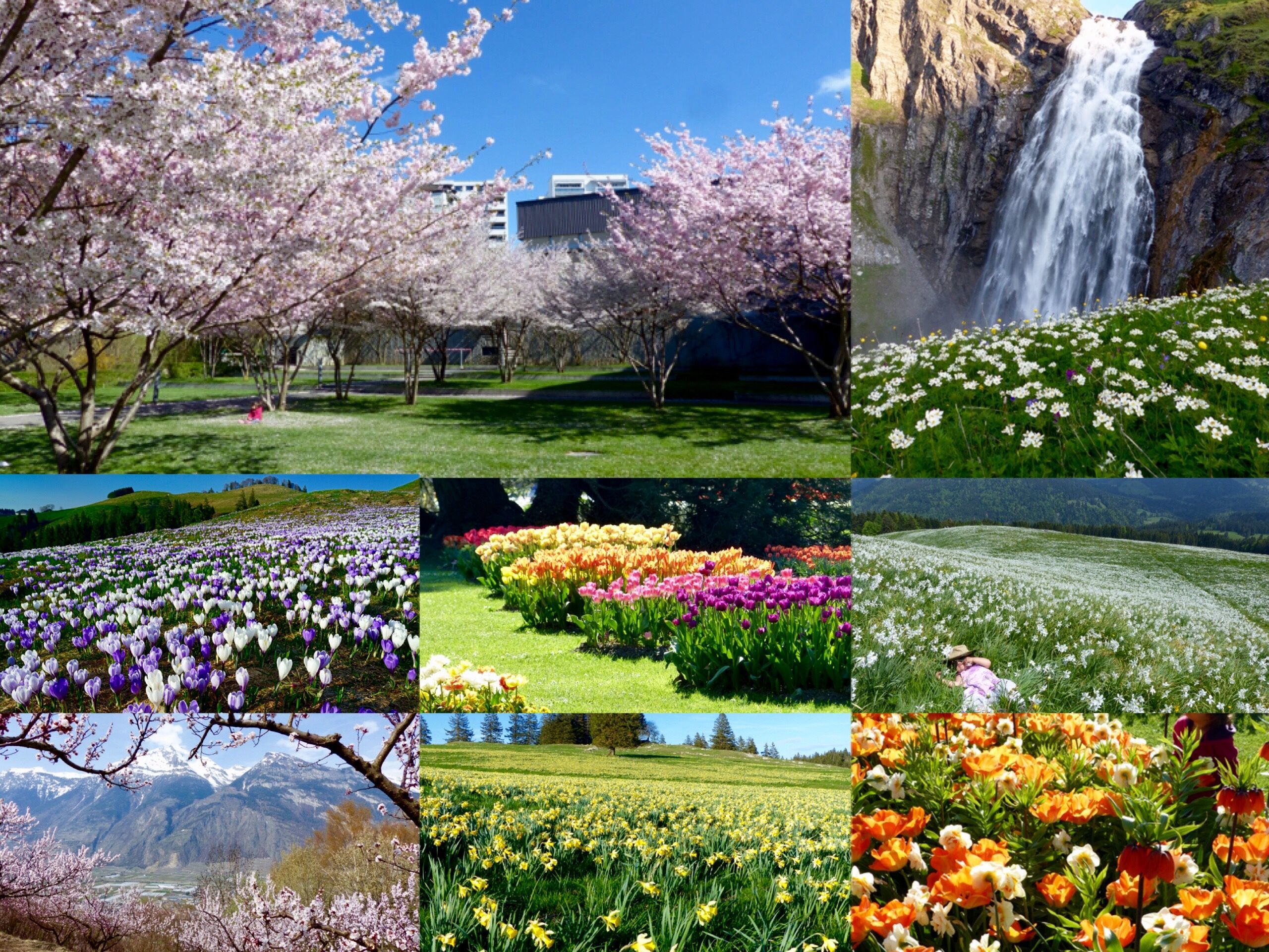beautiful spring flower blossoms spots in Switzerland