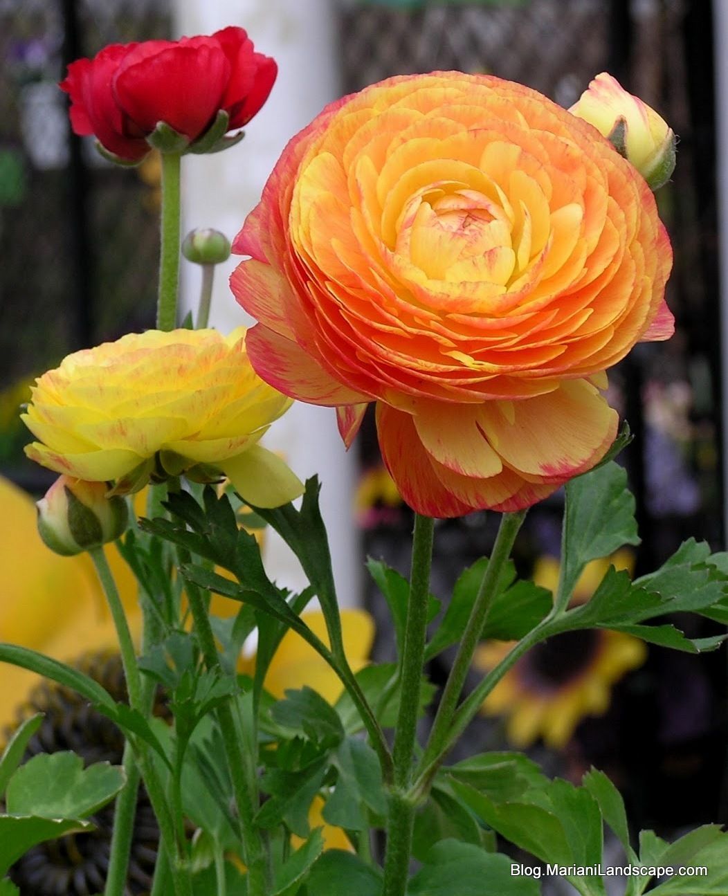 Persian buttercup yellow and orange, from The Extraordinary