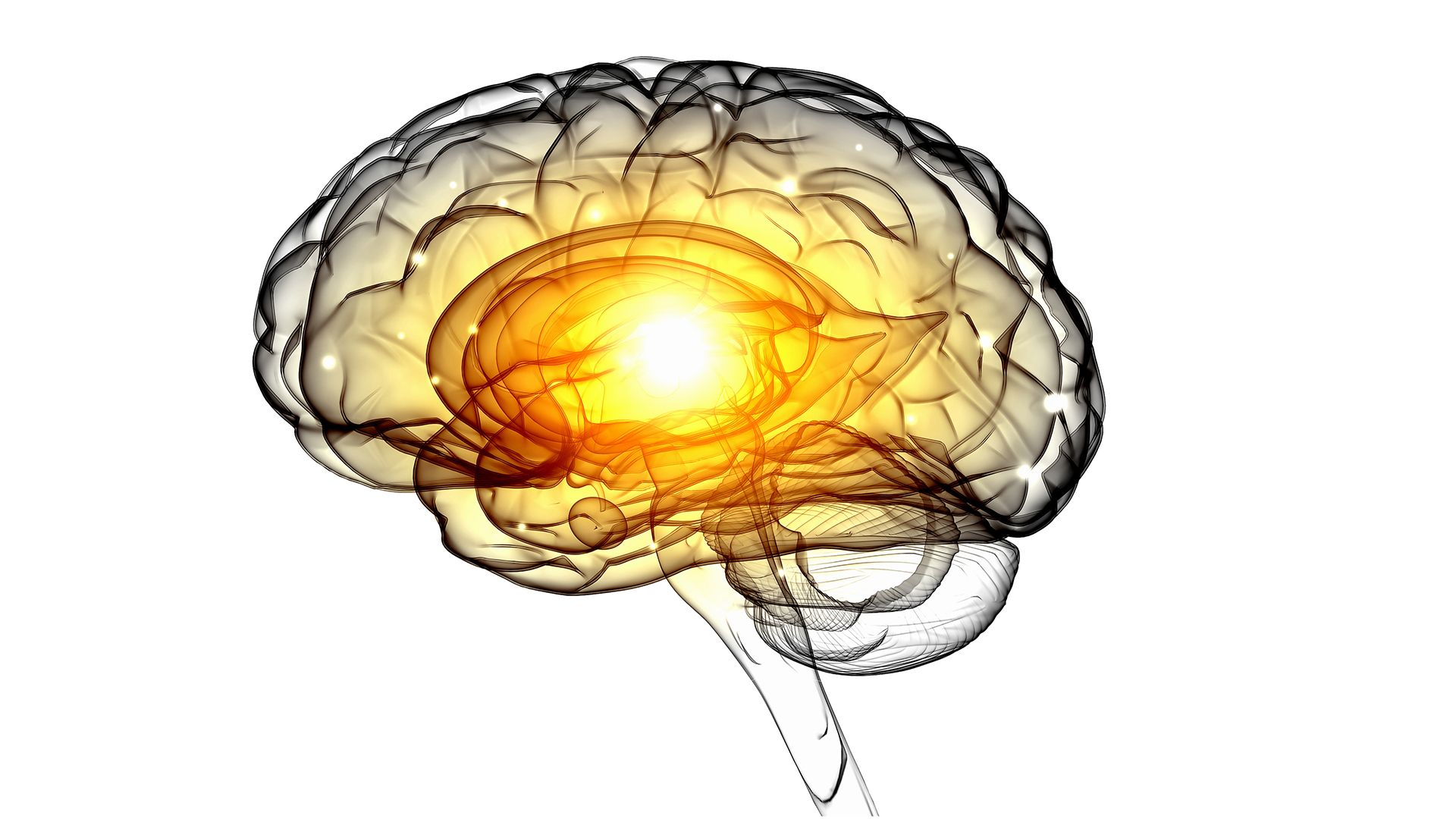 Neuroscience Brain On White Background, Download