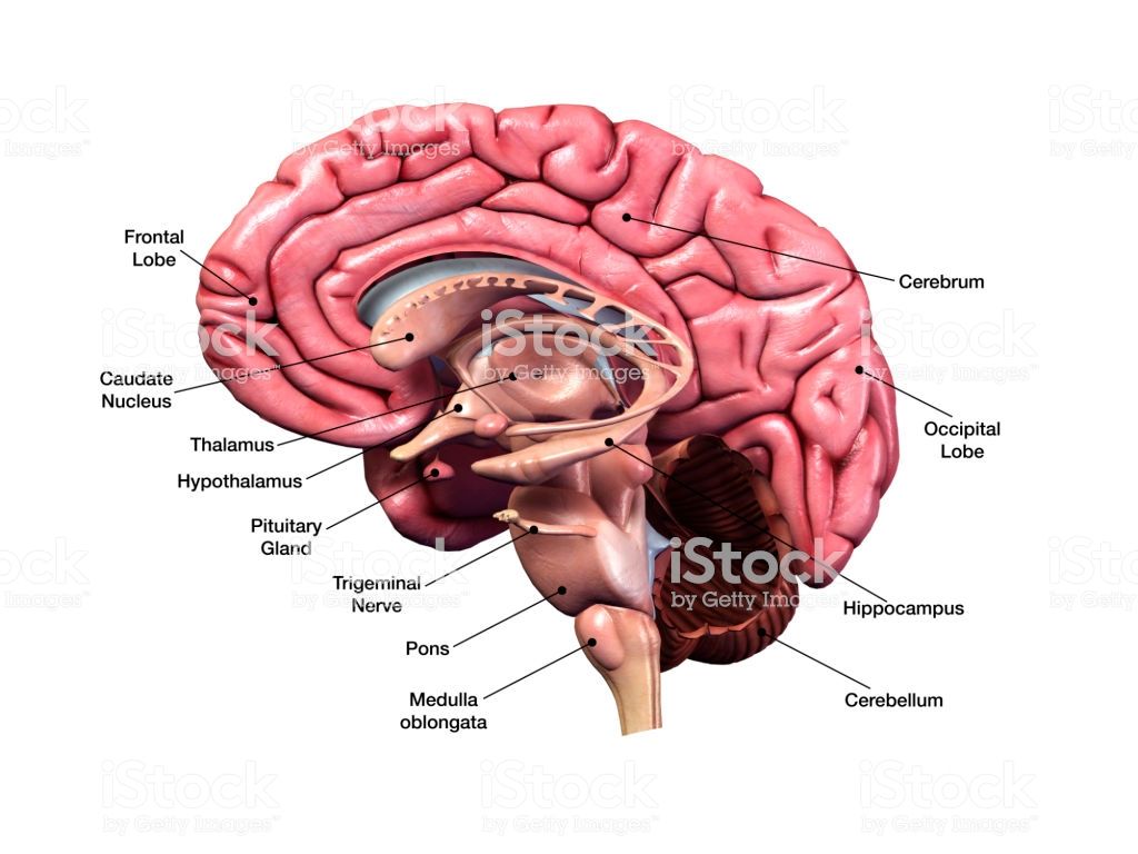 Sagittal Section Of Human Brain With Labeled Parts