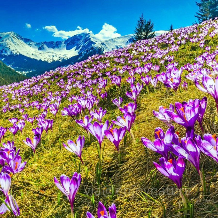 Saffron Crocus Flowers and Spring in the European Mountains & Alps