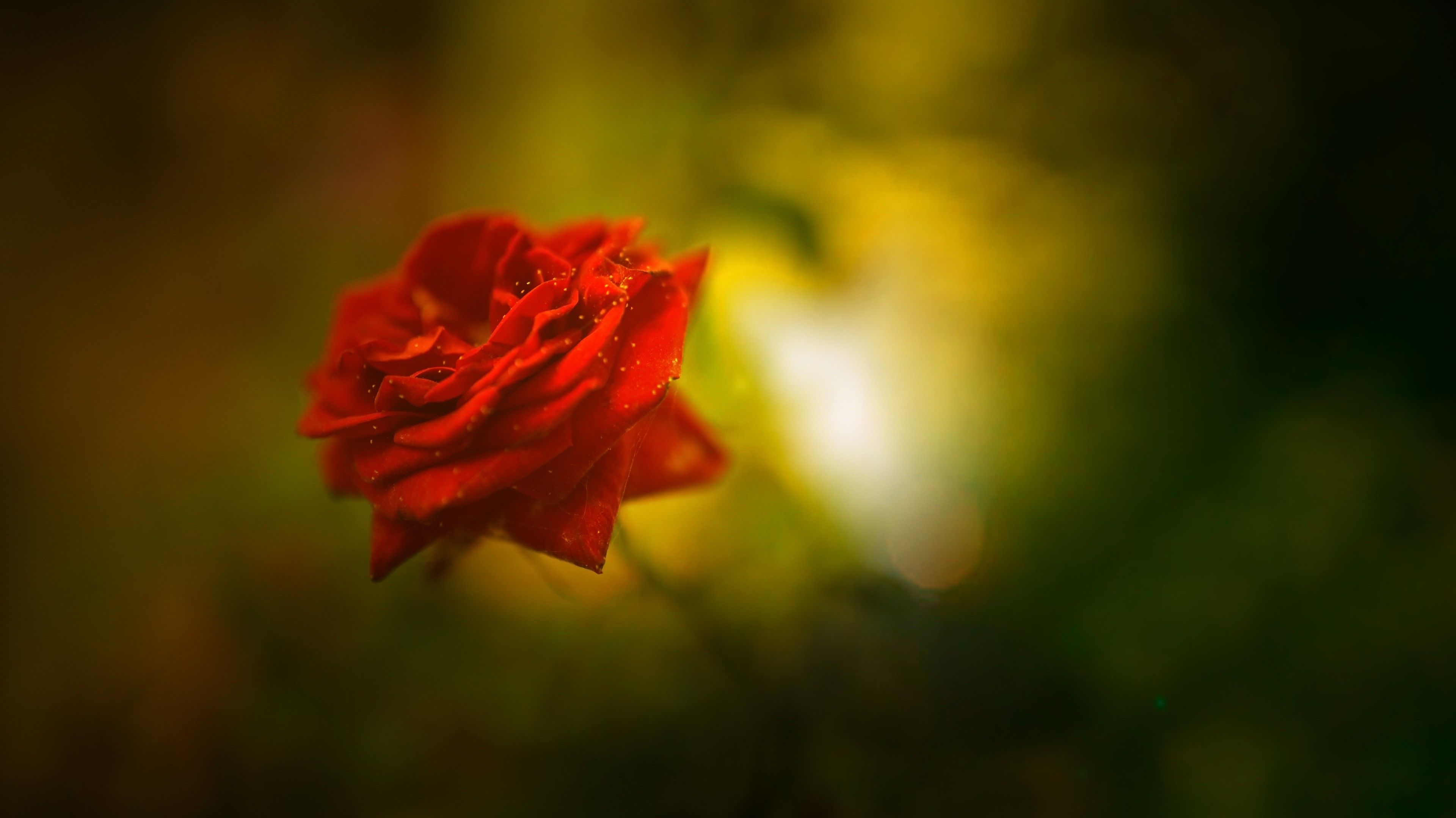 Beautiful rose 4k HD Wallpaper