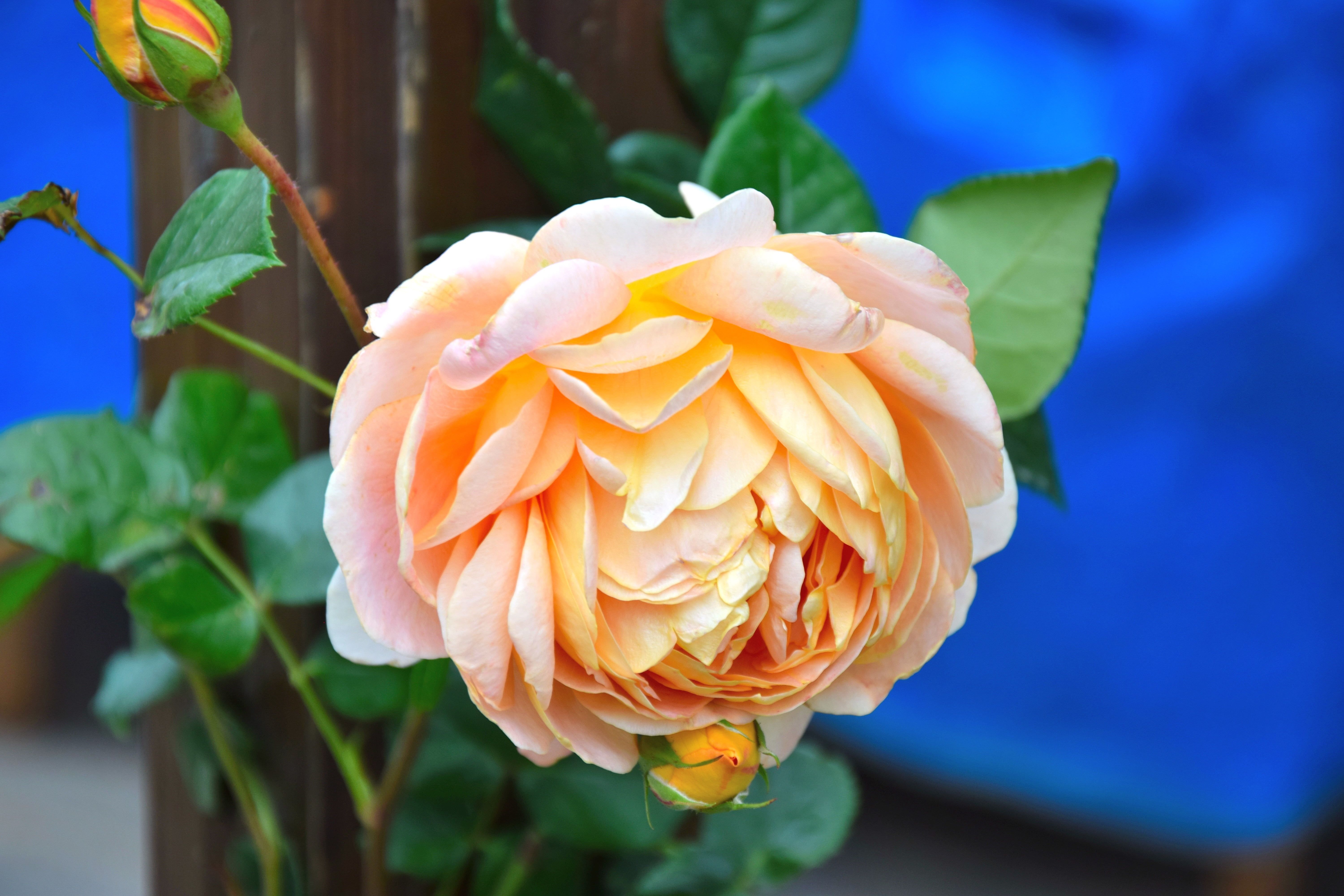 Selective focus photography of orange Ranunculus flower HD