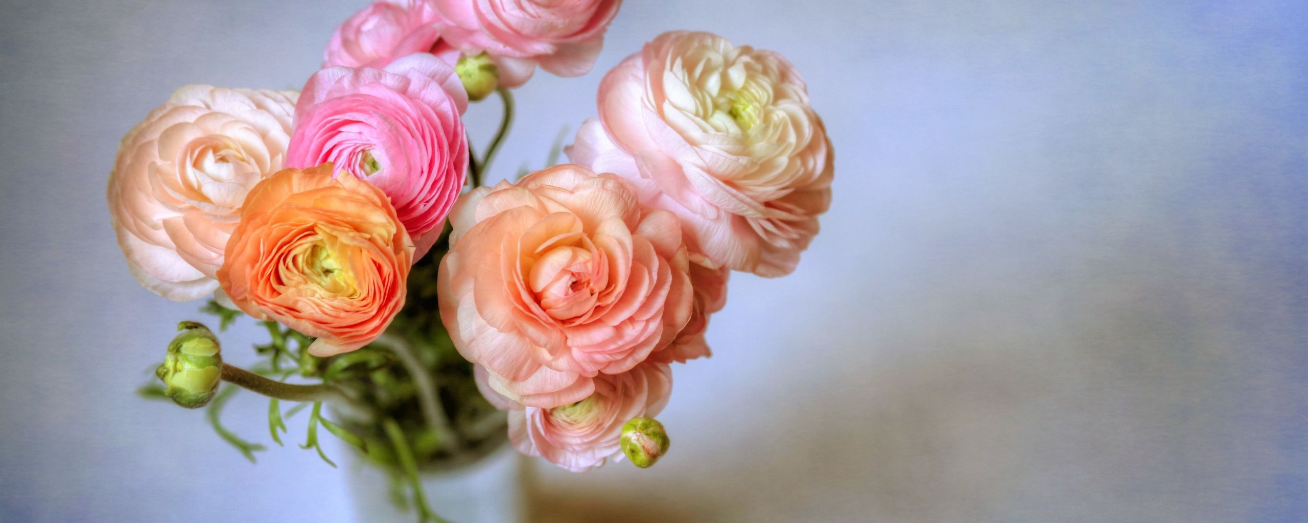 Download 2560x1024 wallpaper colorful, ranunculus, flowers, vase