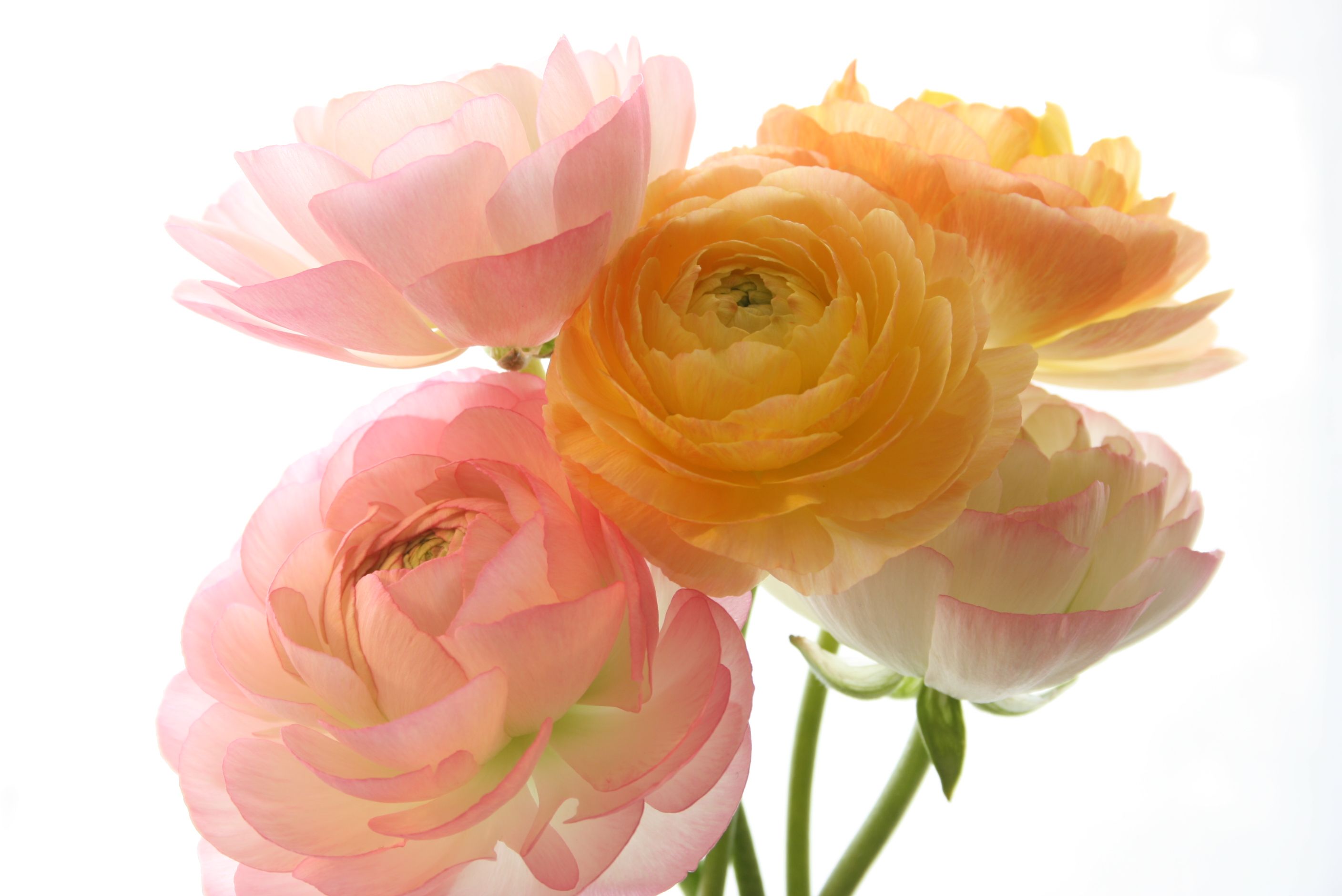 Ranunculus and Peonies HD Wallpaper. Background Imagex1880