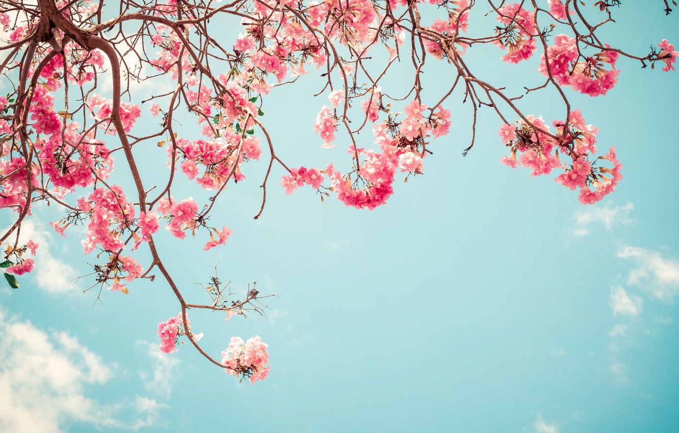 Wallpaper the sky, branches, spring, Sakura, flowering, pink