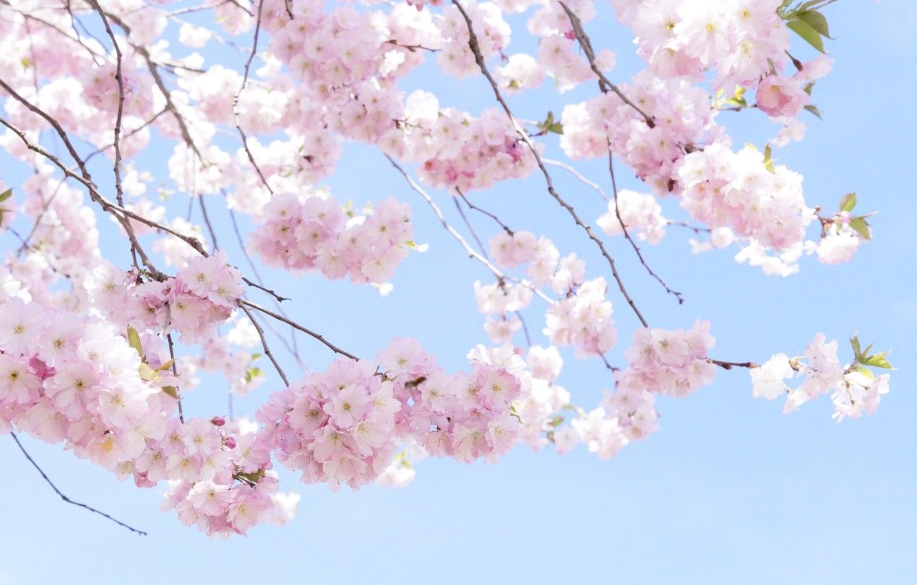 Wallpaper branches, cherry, tree, spring, Sakura, pink, tree, cherry, spring, cherry blossom image for desktop, section природа