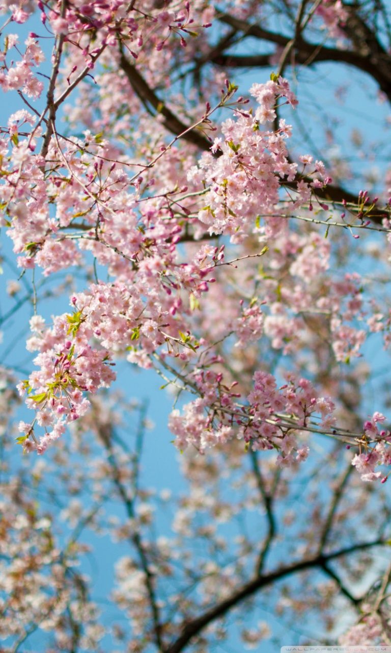 Sakura, Spring Ultra HD Desktop Background Wallpaper for 4K UHD TV