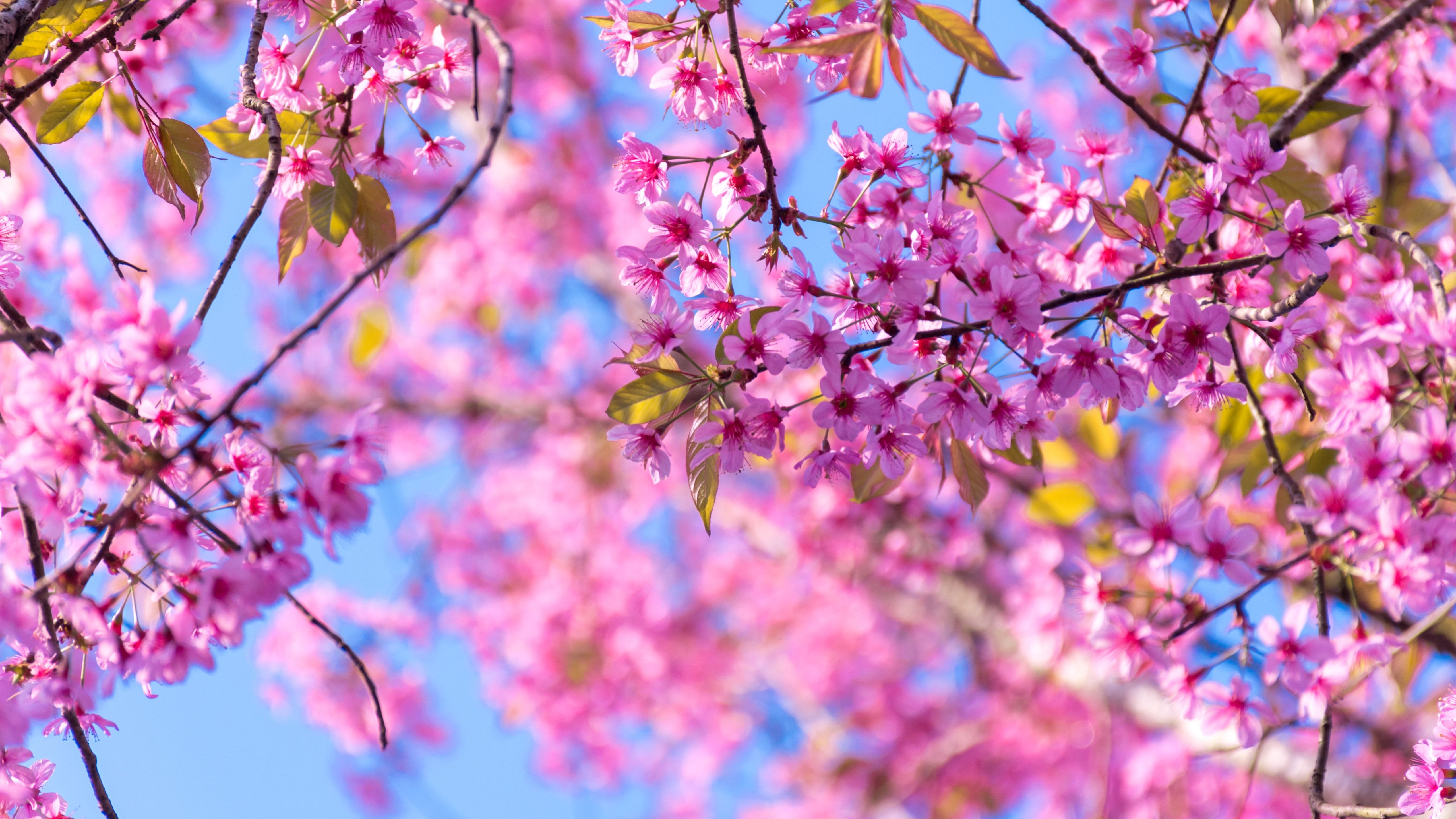 Wallpaper Spring, sakura flowering, pink tree flowers 5120x2880
