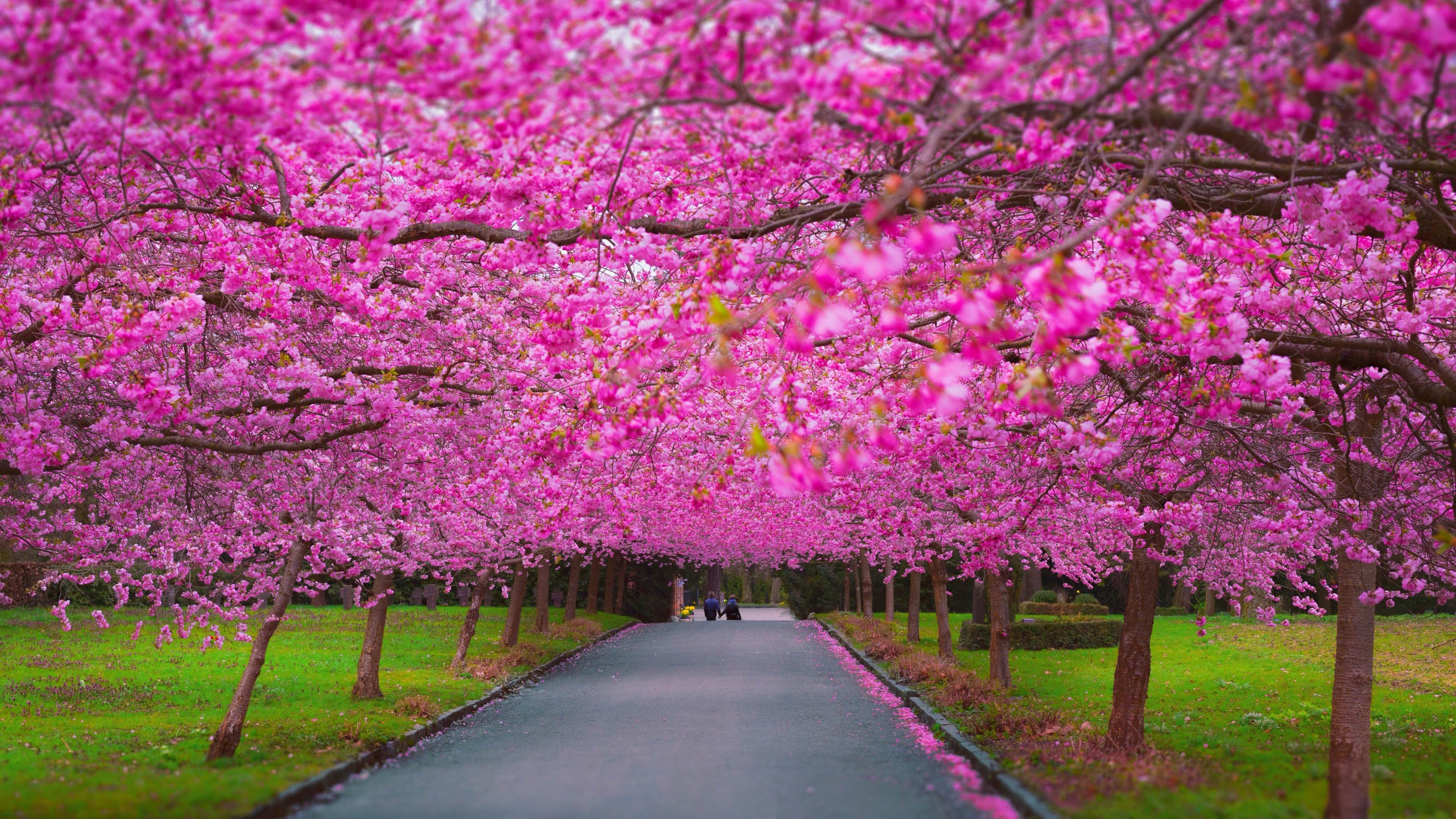 Wallpaper trees, 4k, 5k wallpaper, sakura, spring, Nature