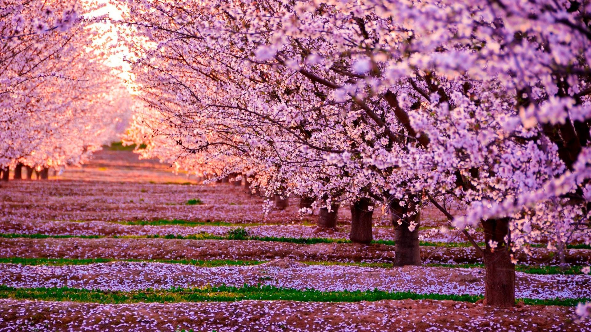 Spring Cherry Blossom Wallpaper Free Spring Cherry Blossom