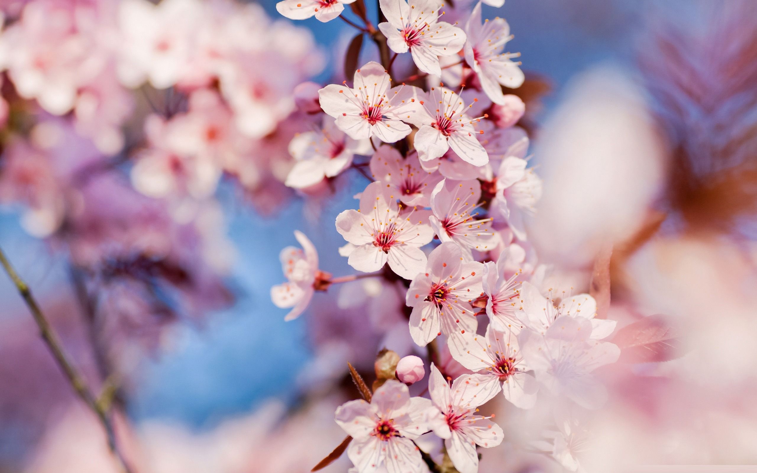 Cherry Blossom Spring wallpaperx1600