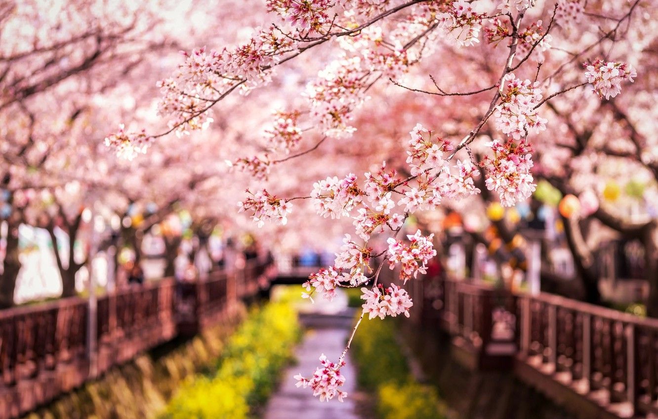 Wallpaper branches, spring, Japan, Sakura image for desktop