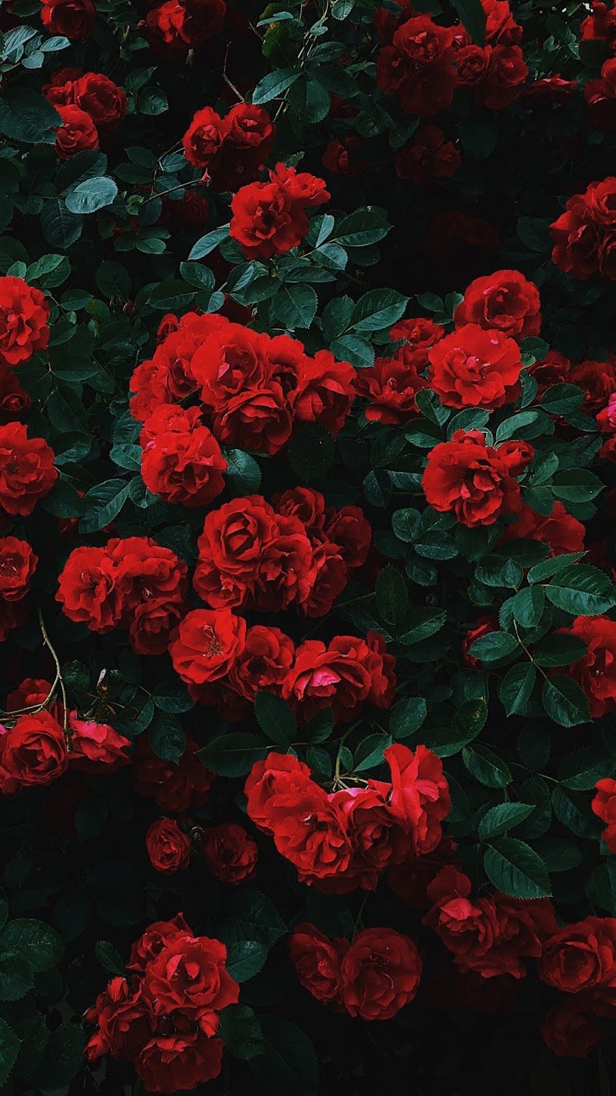 Red roses. Red wallpaper, Flower iphone wallpaper, Rose wallpaper