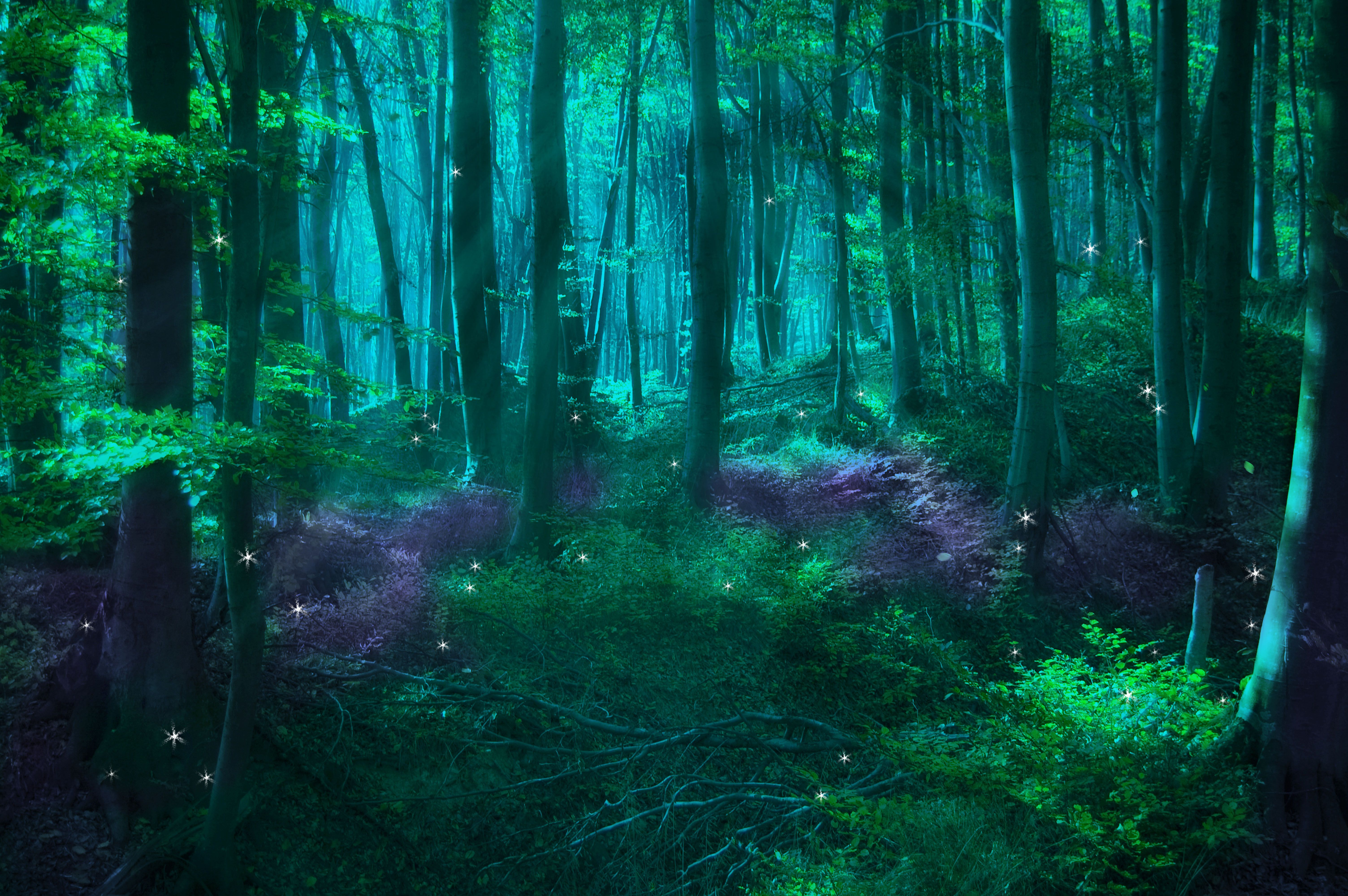 Enchanted Forest Background. Beautiful