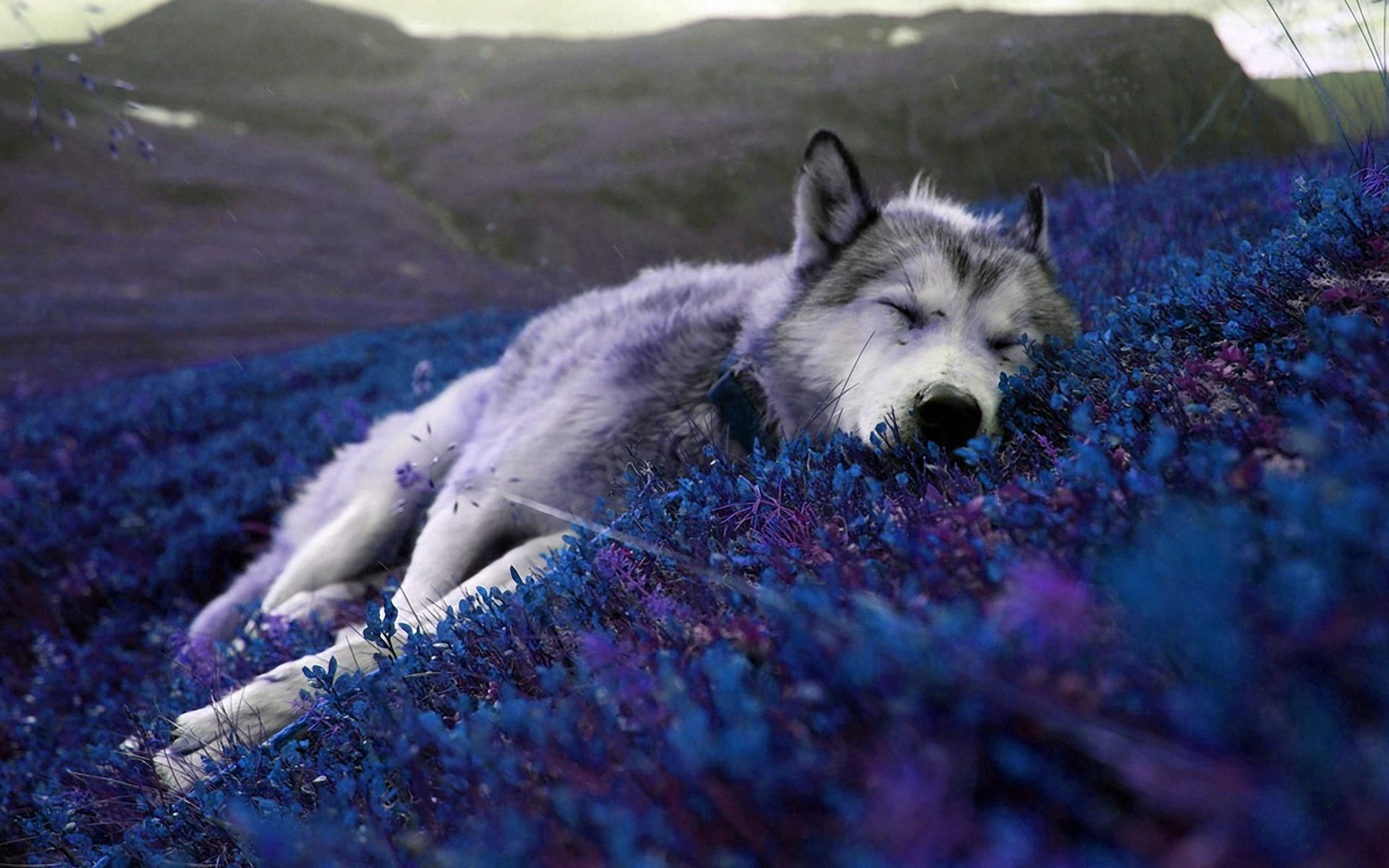 Beautiful, relaxing wallpaper of a wolf sleeping. Wolf howling at