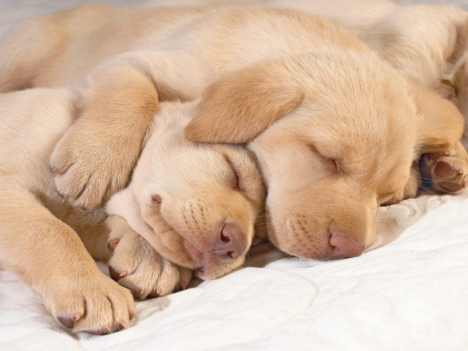 Puppy Wallpaper, Background Photo & HD Image. Sleeping