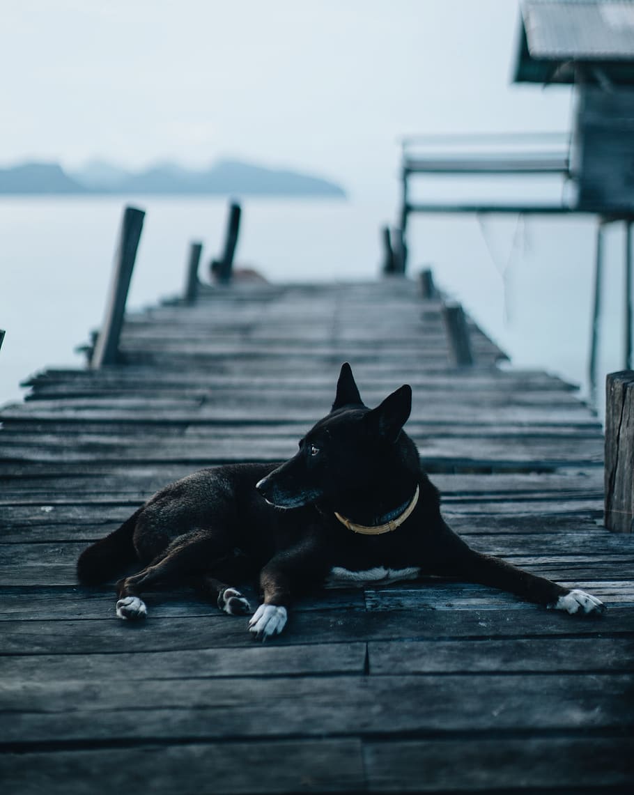 HD wallpaper: black dog lying on dock, malaysia, relaxing with dog