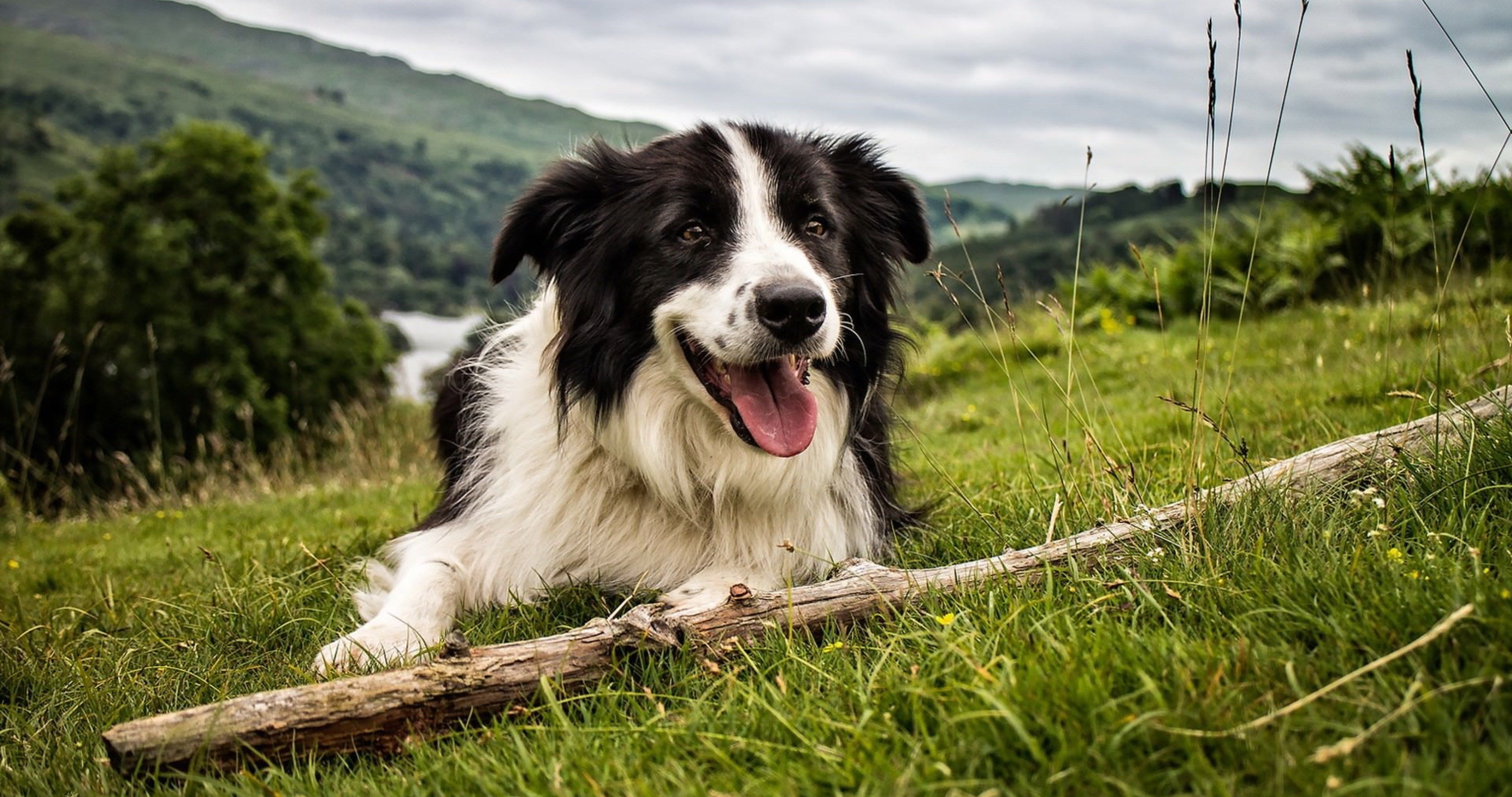 sweet dog in nature wallpaper 4k ultra HD wallpaper. Border