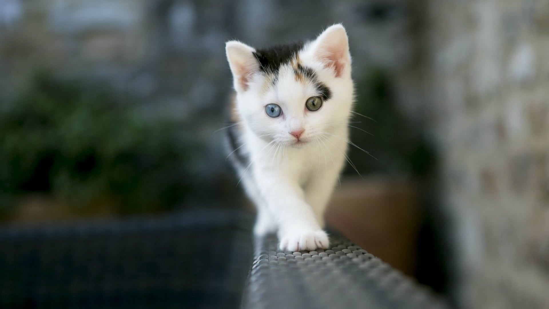 White and black kitten, nature, cat, heterochromia, kittens HD