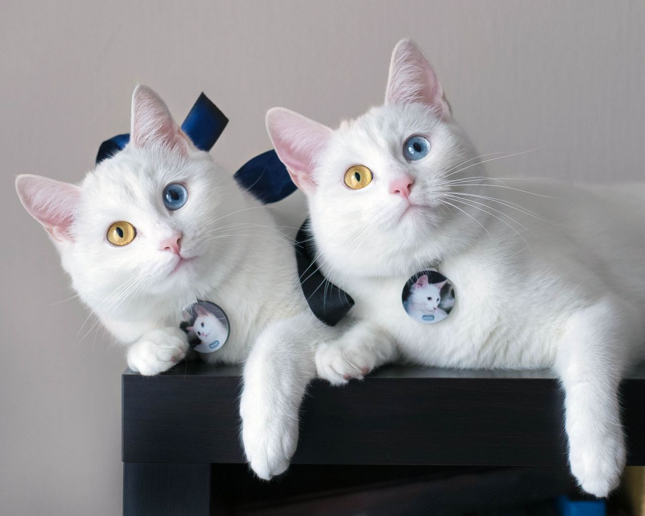 PHOTOS: Adorable twin cats showcase their fascinating eye colors