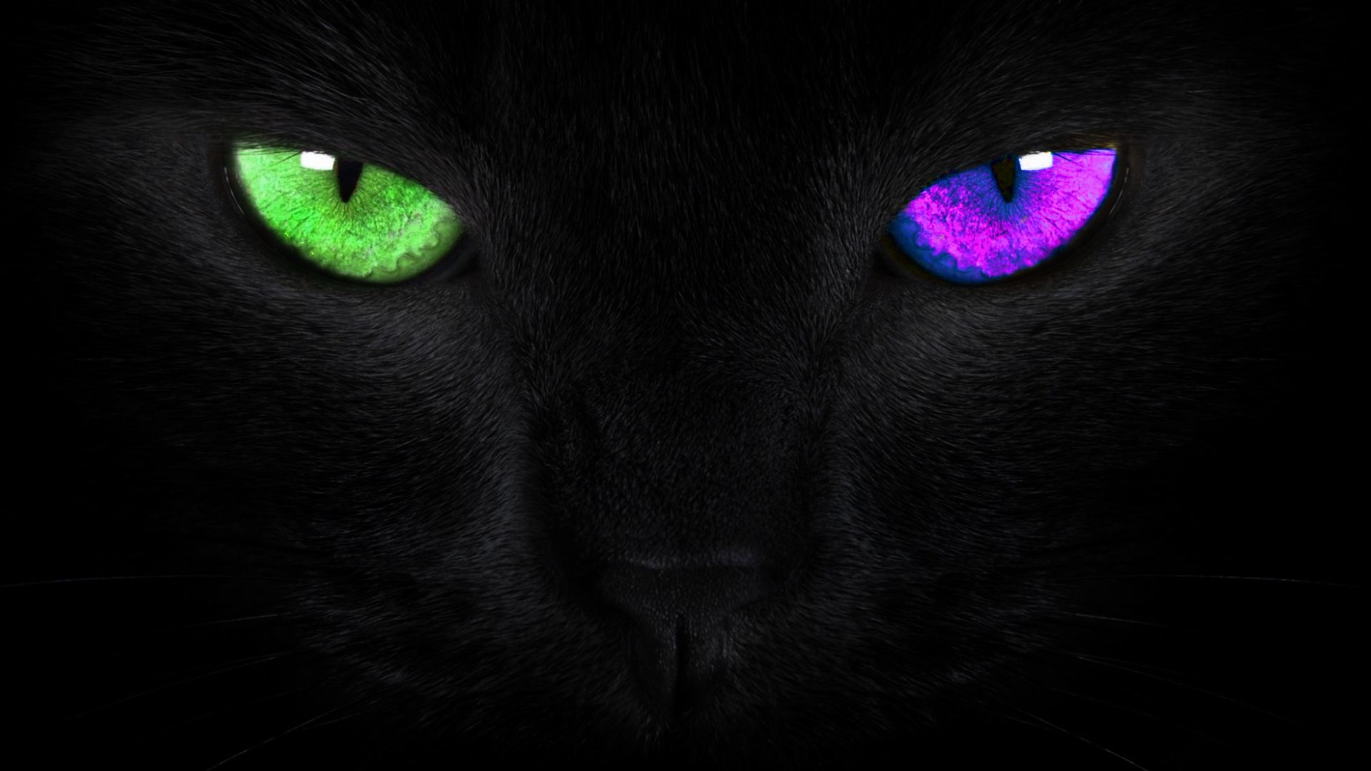 Heterochromia Black Cat