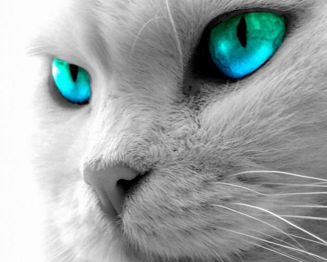 eyes 2 green. Cat with blue eyes, Grey cats, Beautiful cats