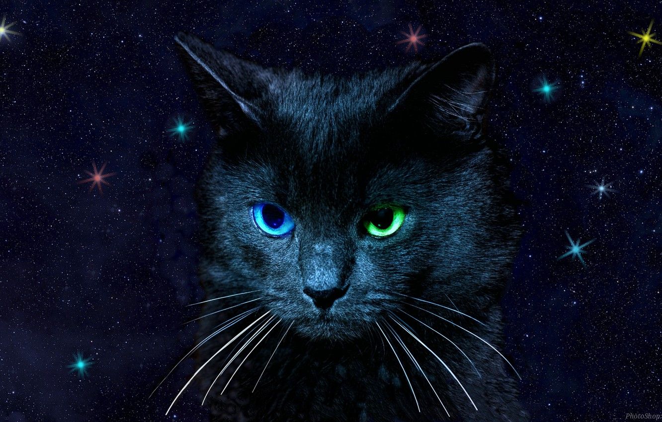 Wallpaper cat, the sky, eyes, color, stars, different image