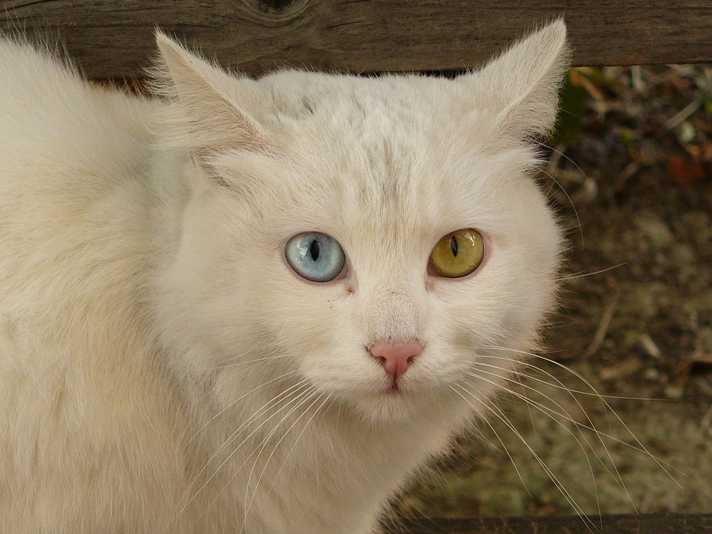 Cat Briciola with pretty and different colour of