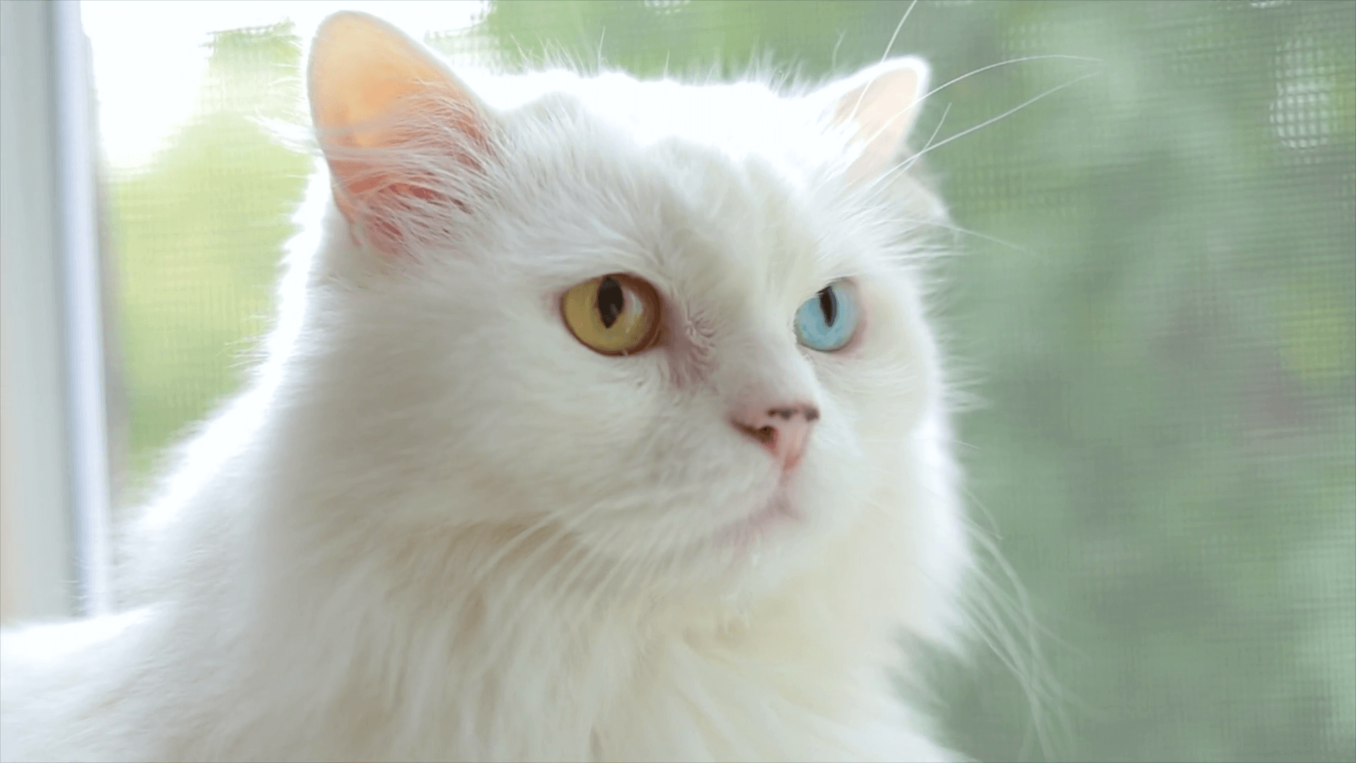 Domestic cat with complete heterochromia. White cat with different