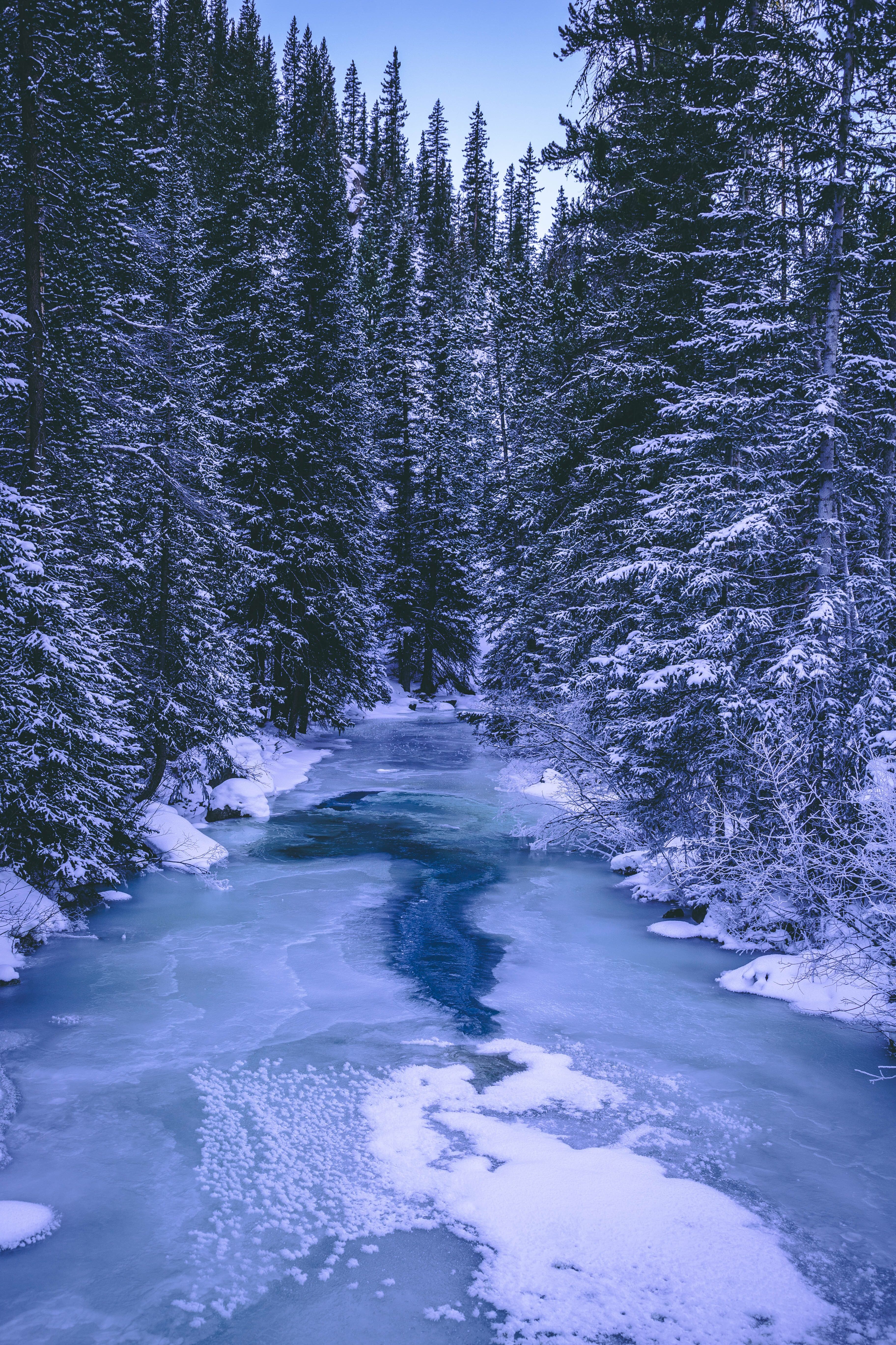 Download wallpaper 3648x5472 forest, winter, river, snow, ice