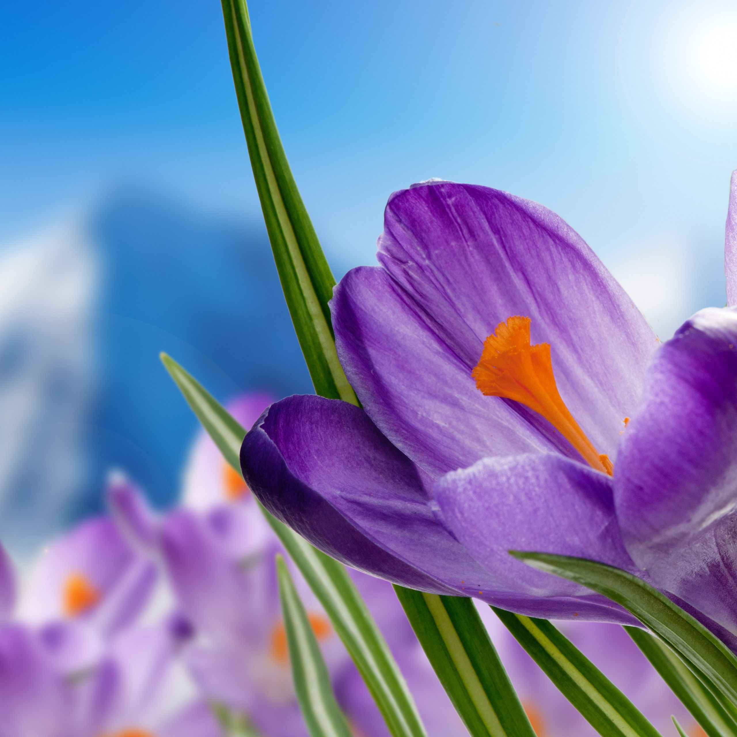 Wallpaper Purple Crocuses, Purple Flowers, Spring, 4K, Flowers