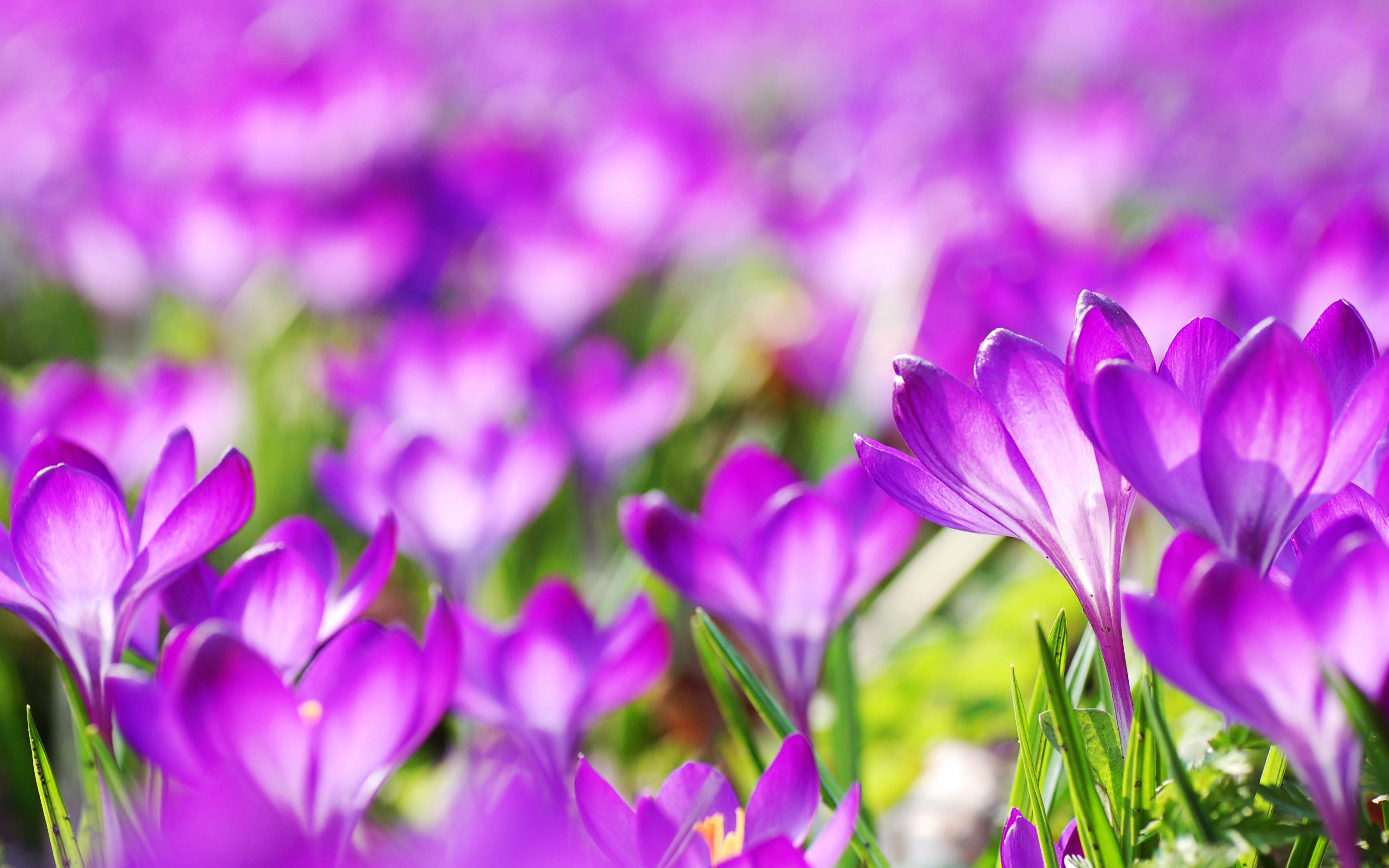 Wallpaper 4k Purple Crocus Flowers Crocus, Flowers, Purple, Tulip