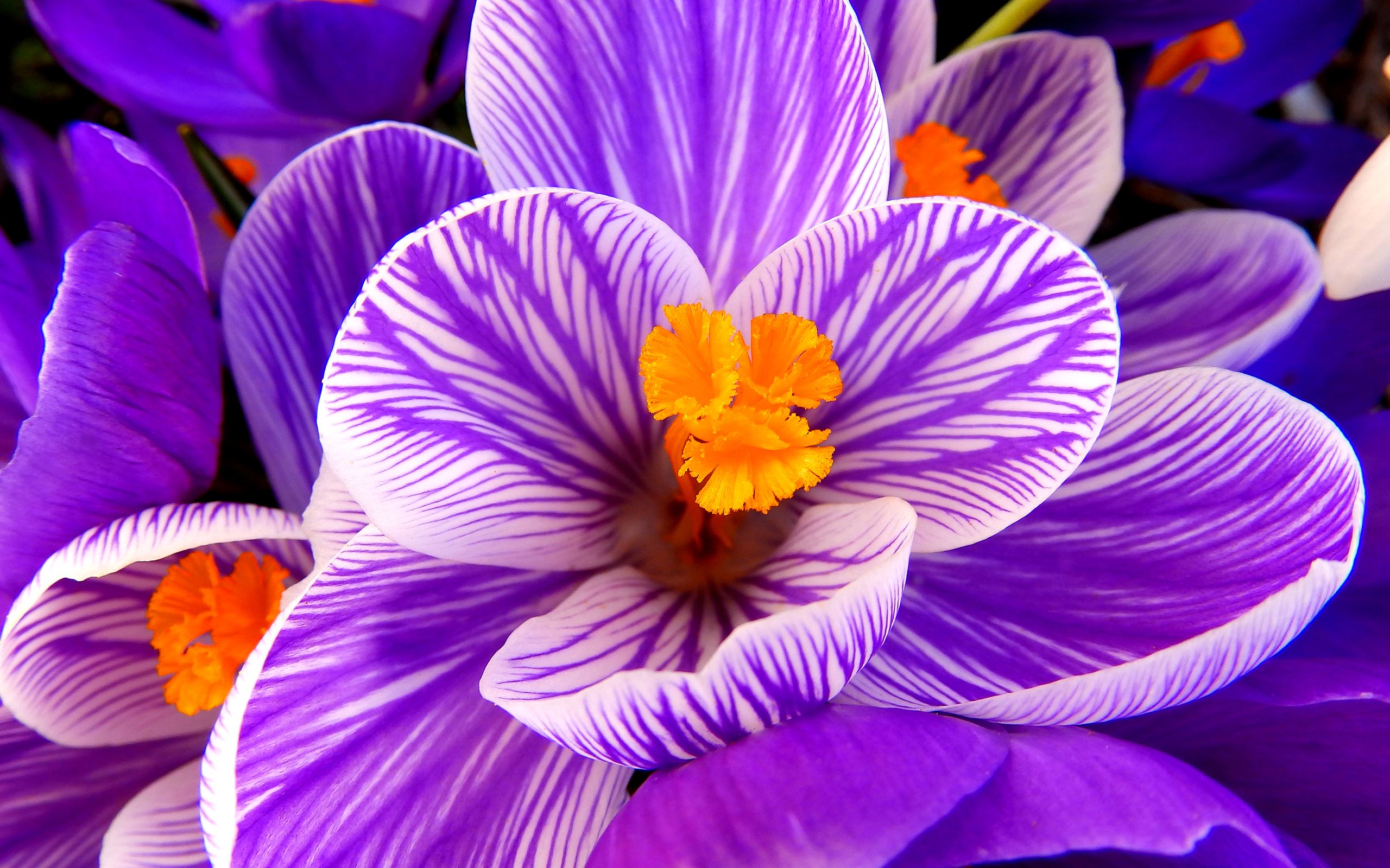 Flower HD Image Wallpaper Crocus Flower Purple Flower HD Flowers