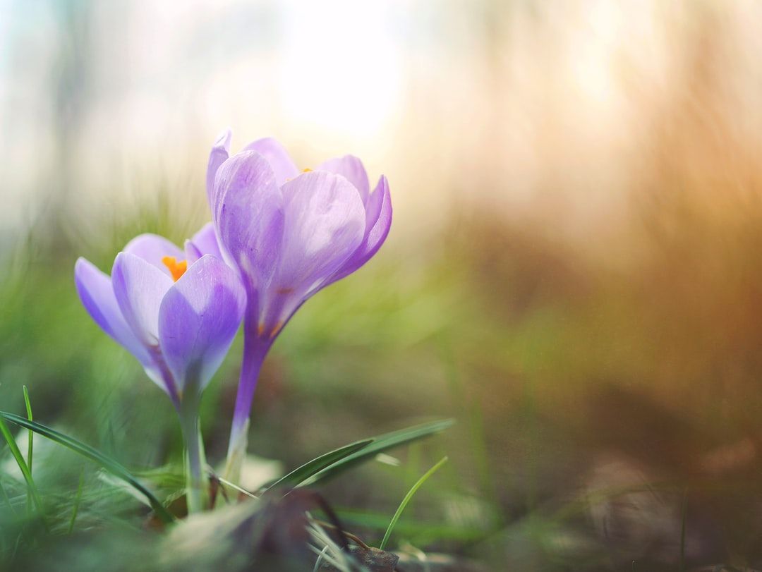 Crocus Picture [HD]. Download Free Image
