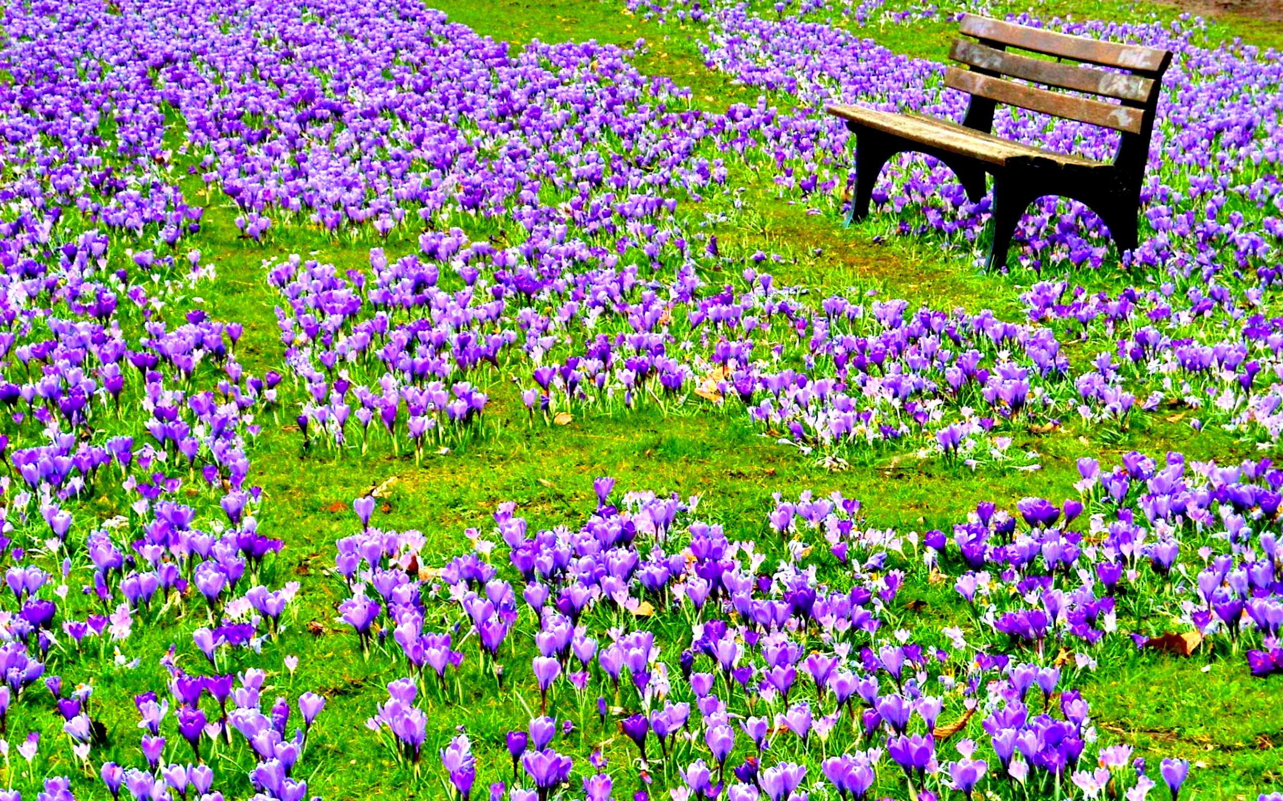 Crocus HD Wallpaper and Background Image