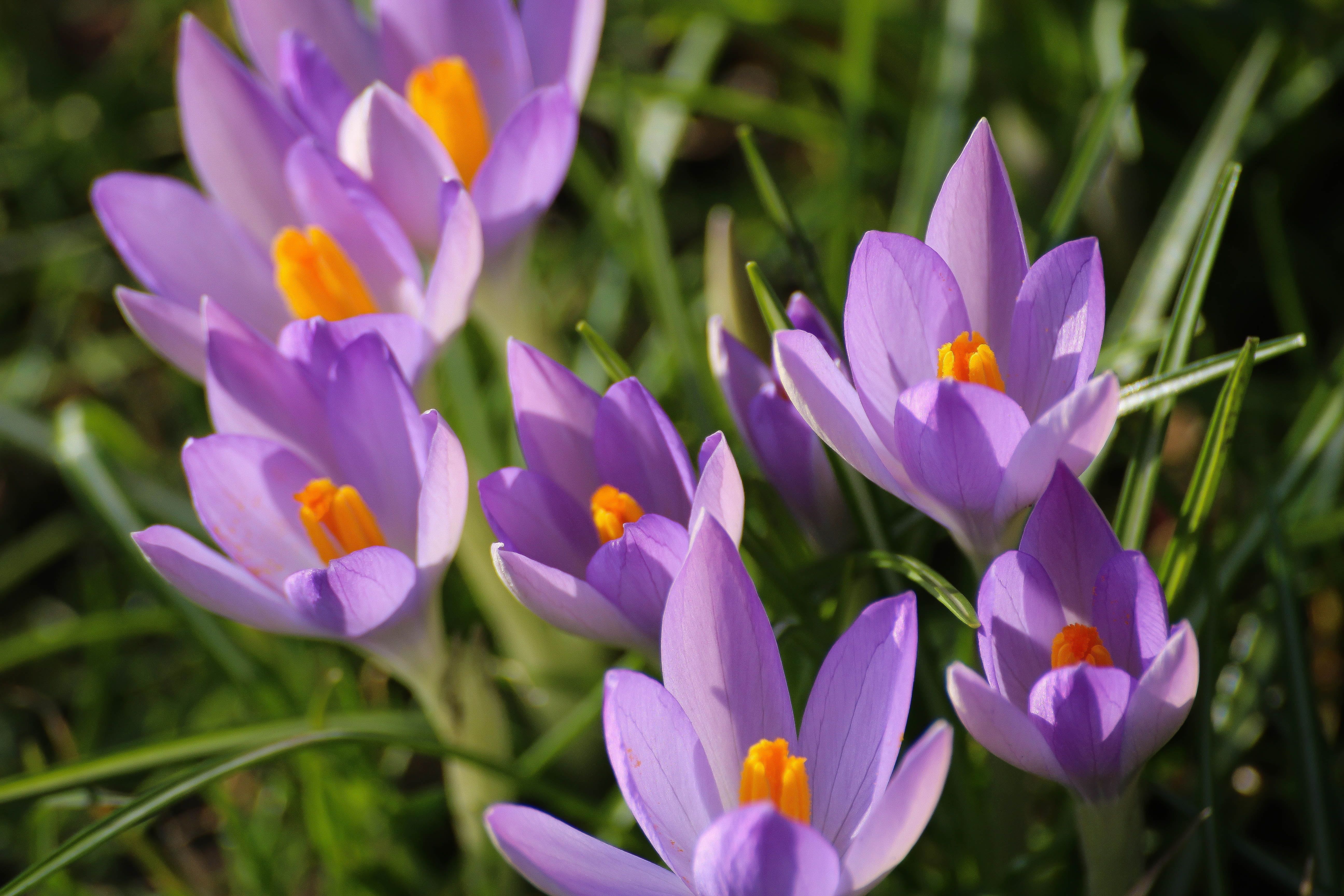 Purple And Yellow Crocus Flowers At Daytime HD Wallpaper